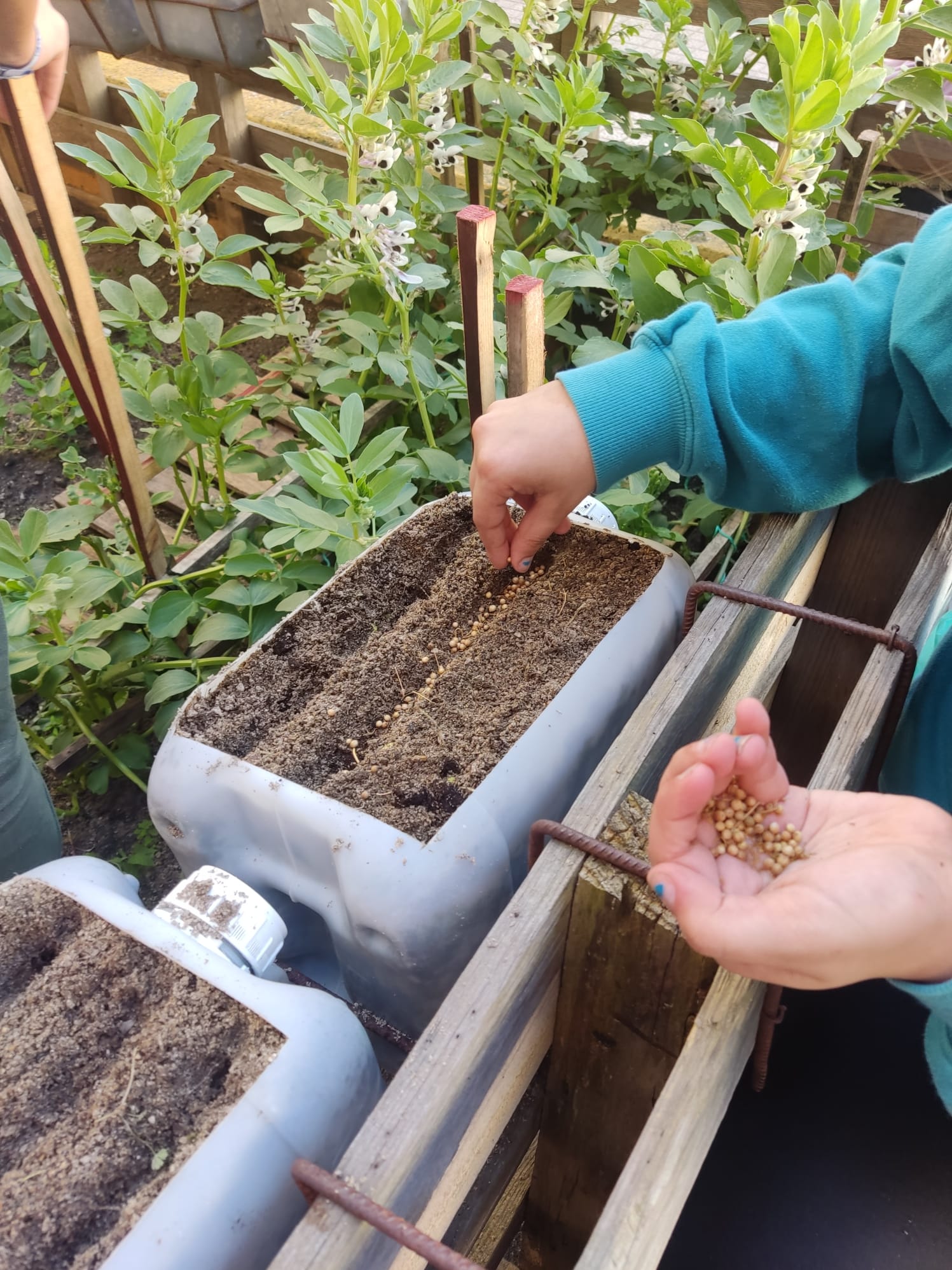 Cultivo de aromáticas.