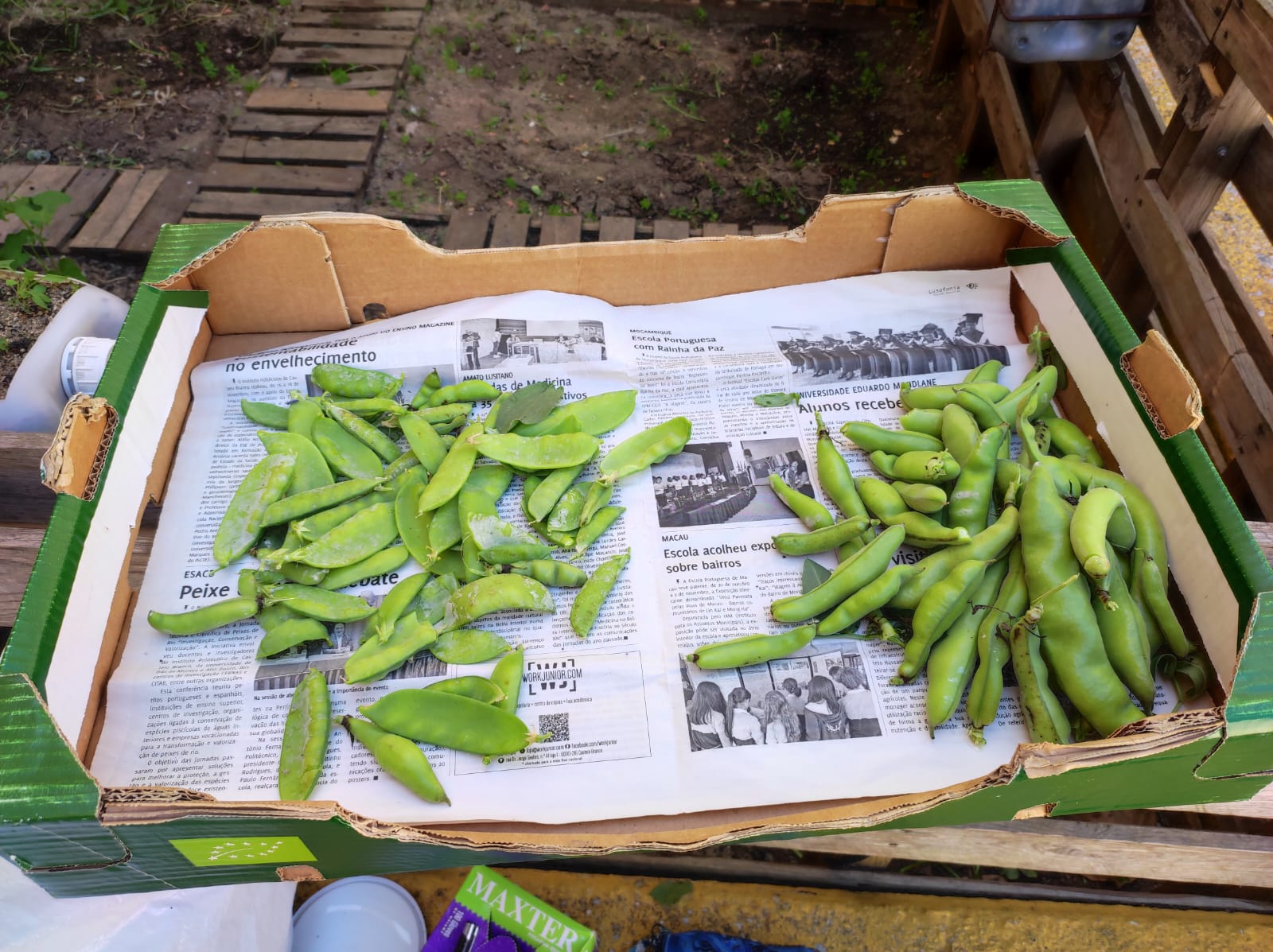 Colheita de produtos para venda
