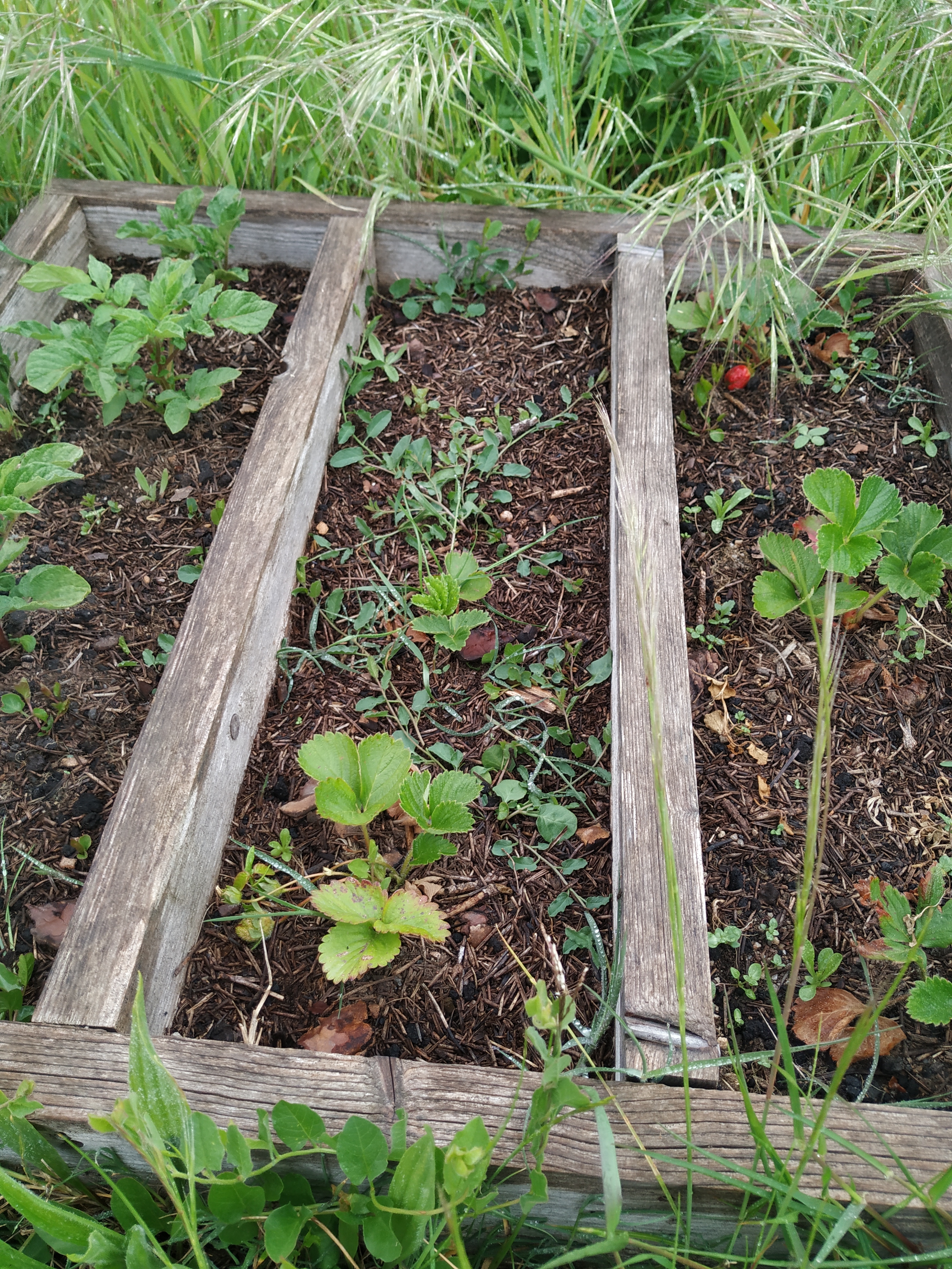 Plantas  nos canteiros da escola.