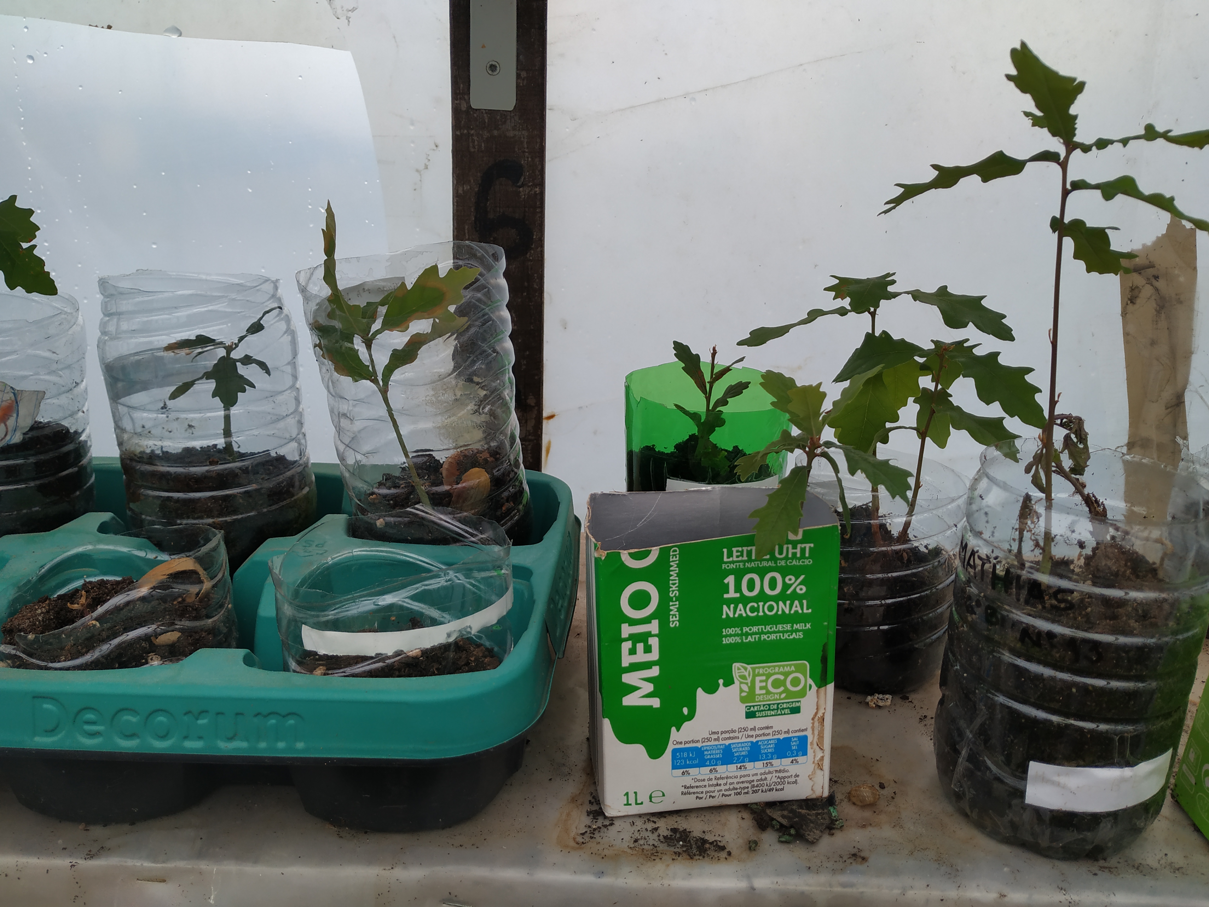 Carvalhos germinados na estufa da escola.