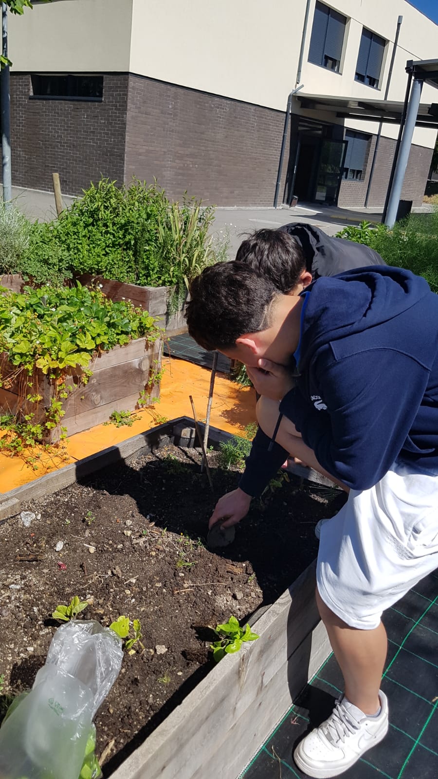 Visita dos alunos a horta.