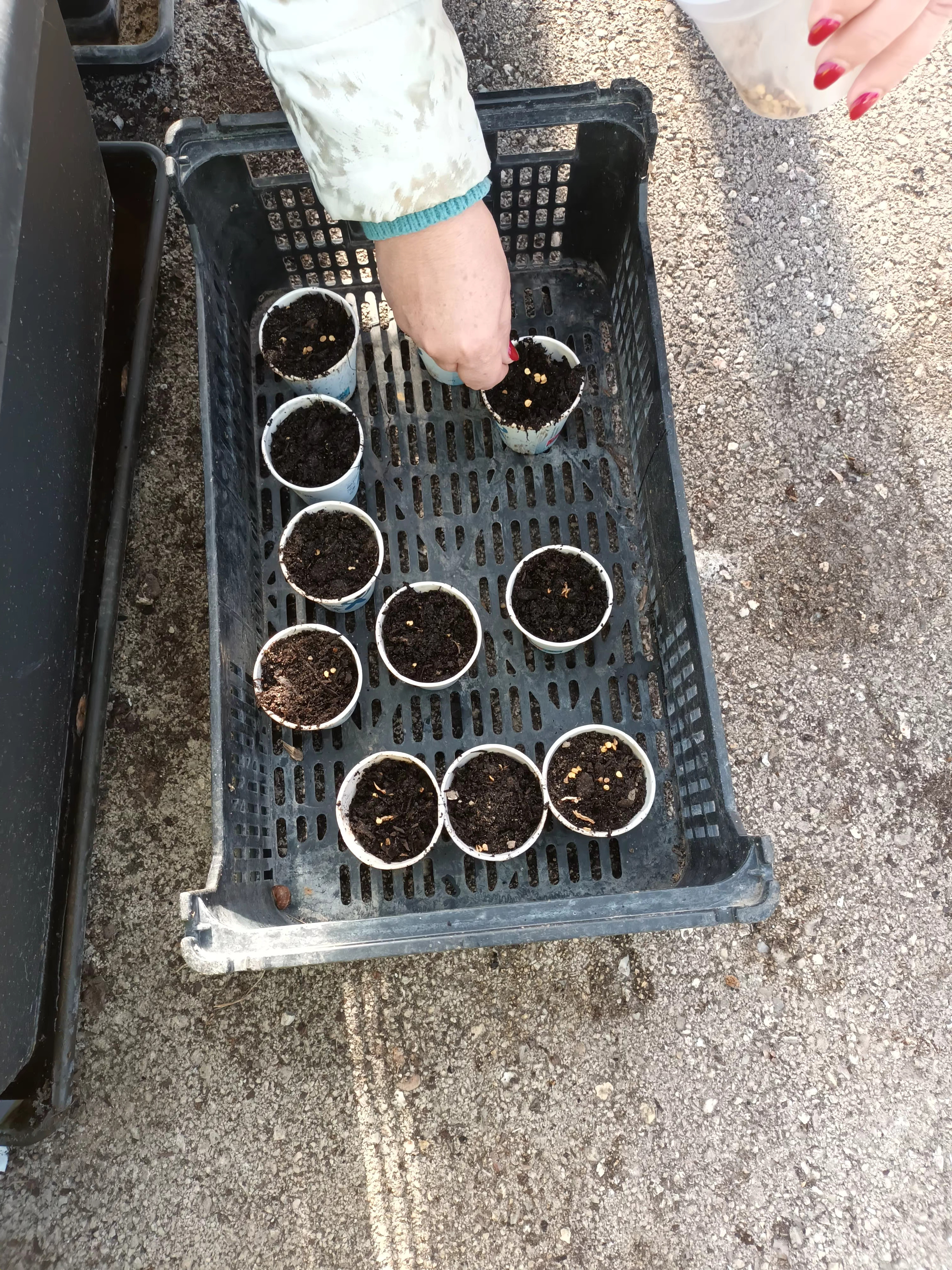 Alfobre de pimenteiros e tomateiros em copos reutilizados da máquina de café da sala de professores. Aguardam crescimento suficiente na estufa anexa à horta para posterior transplante
