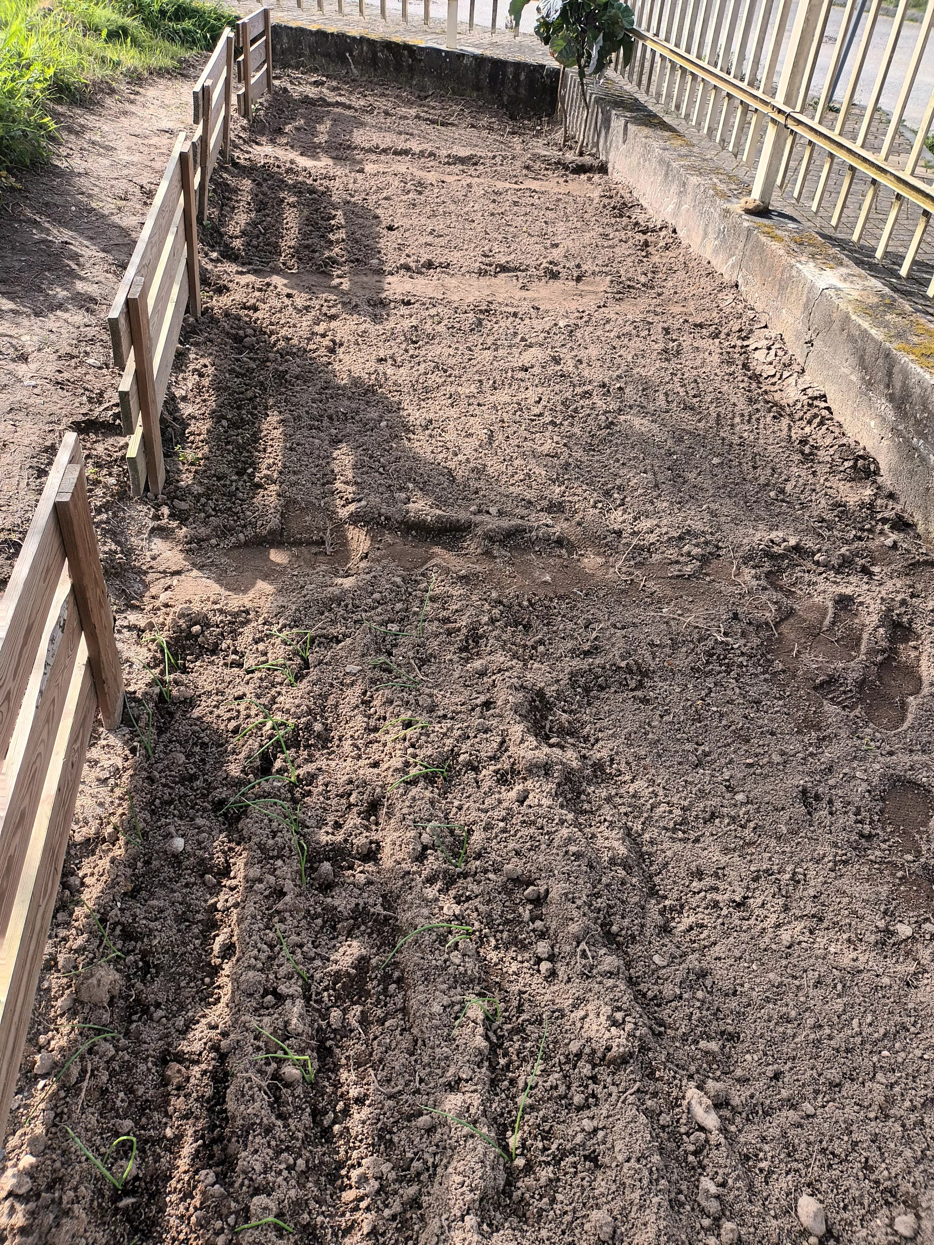 Terreno limpo pela Câmara, ao qual se misturou terra mais fofa e estrume de cavalo. Cerca desenhada pelos professores e construída pela Câmara e construído um corredor de apoio