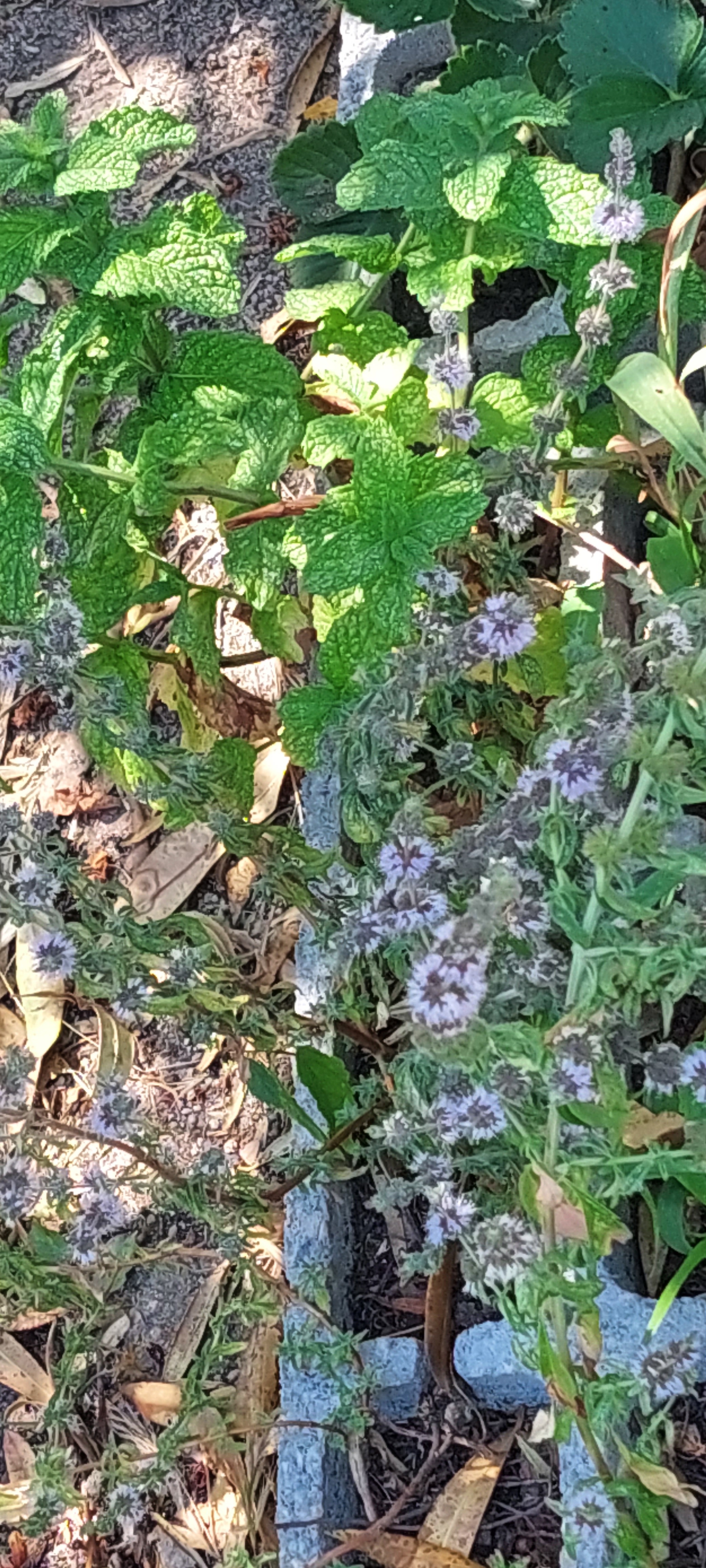 aromáticas
