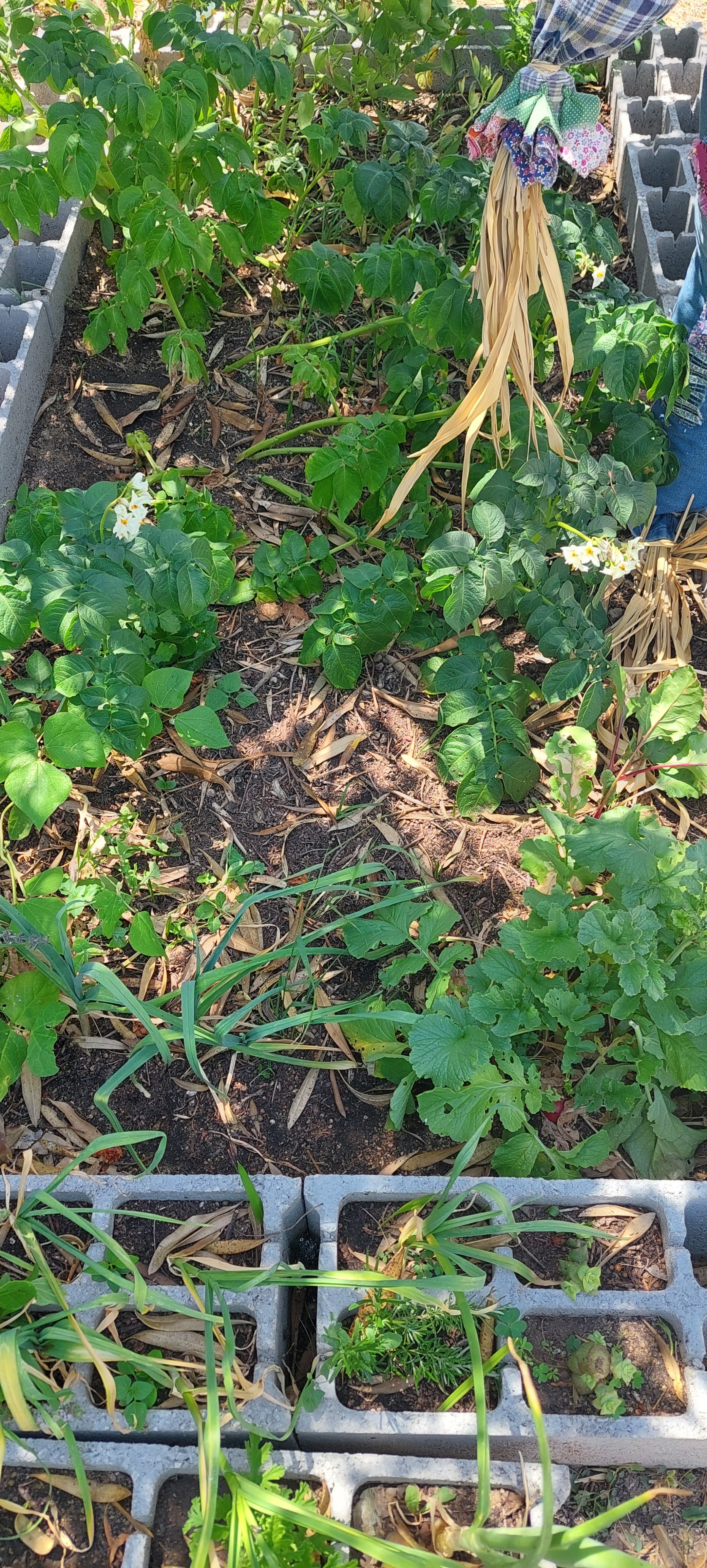 favas, ervilha, batatas