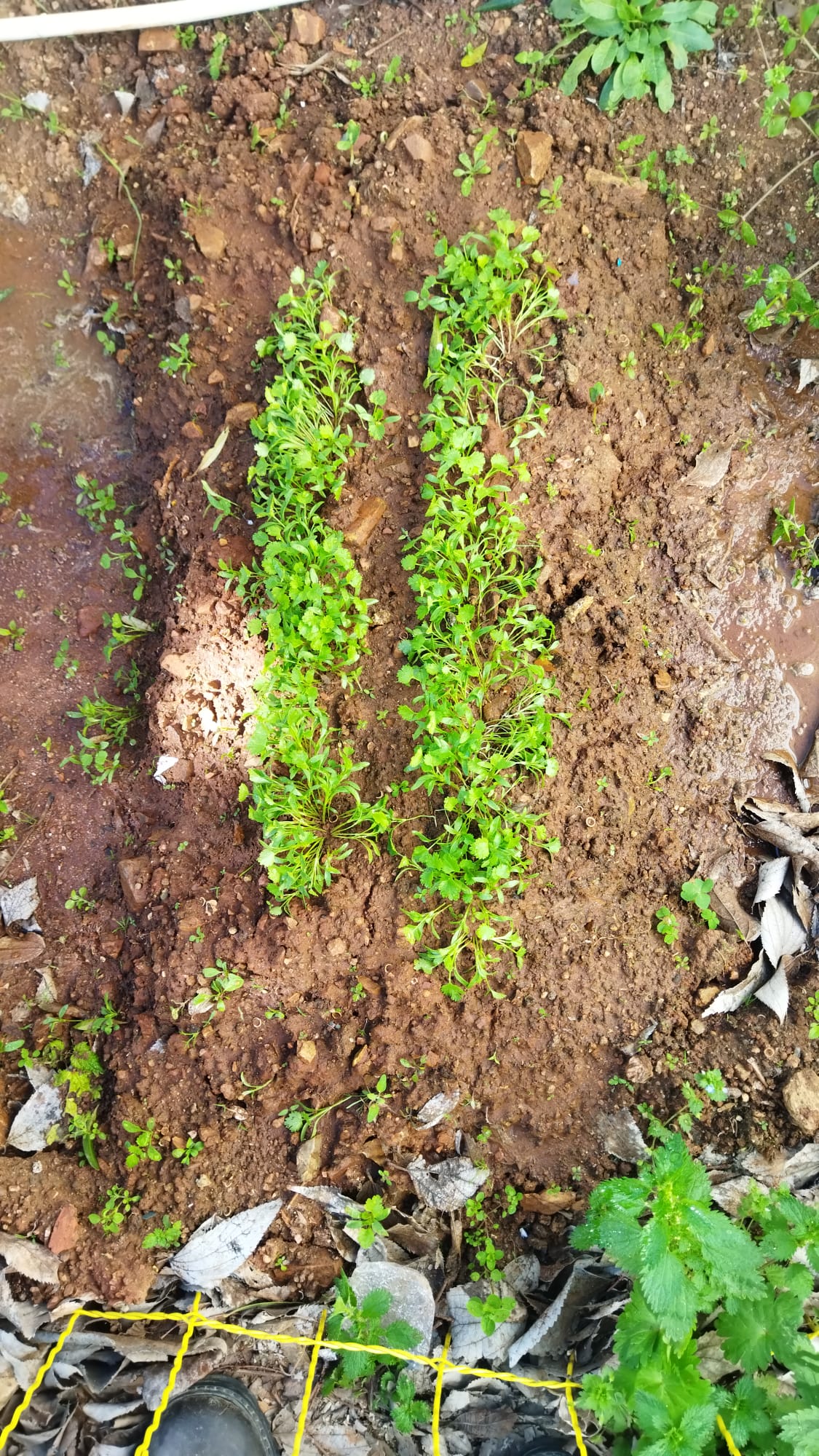 Rebentar da sementeira de ervas aromáticas