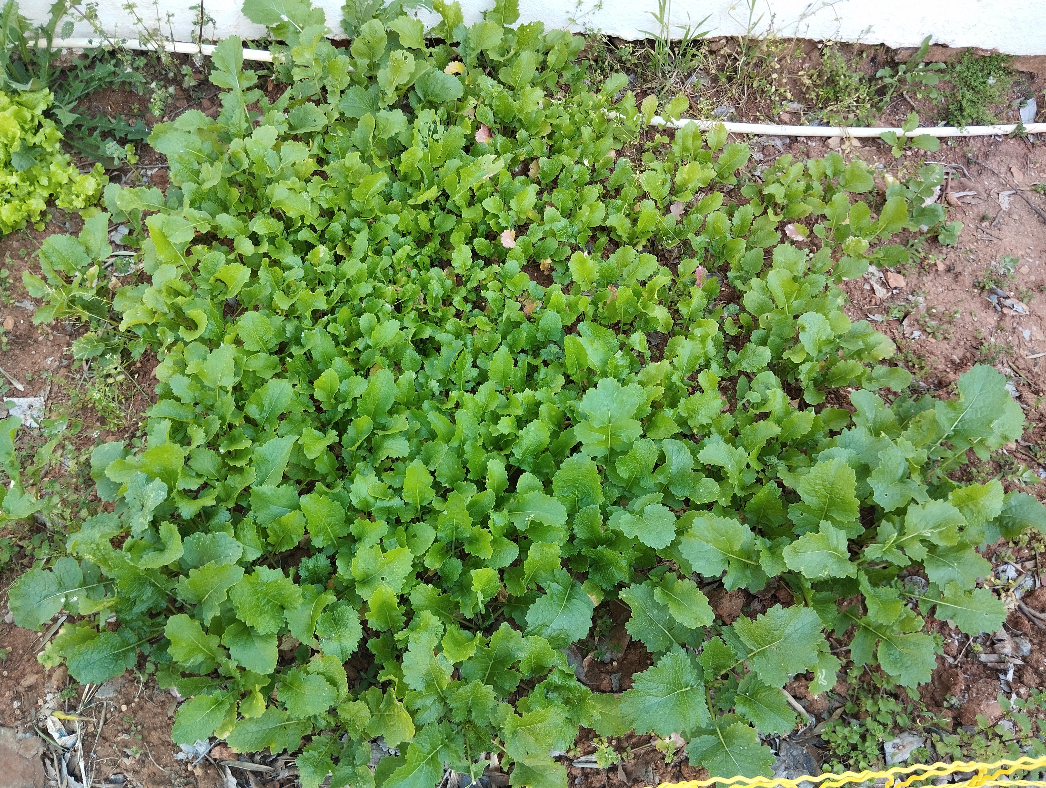 As nossa nabiças