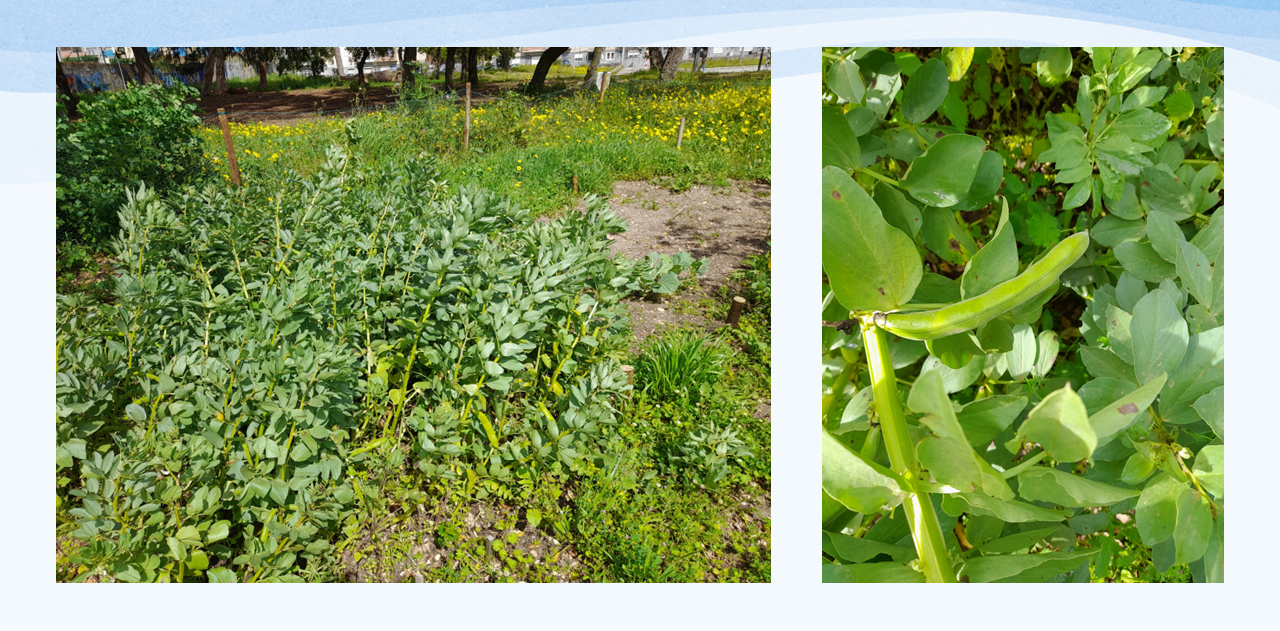 favas