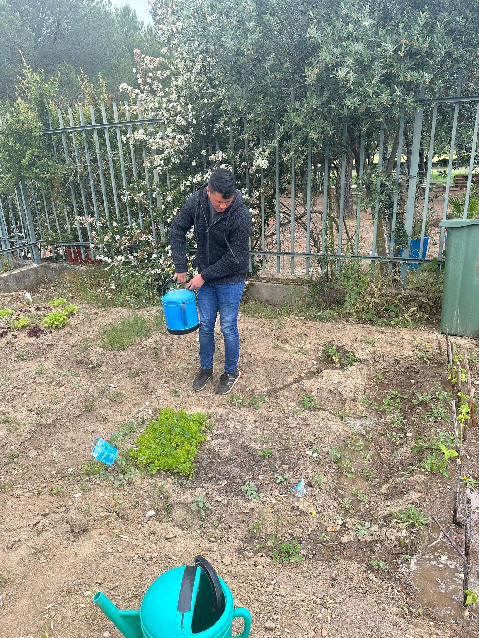 Plantação de Alfaces