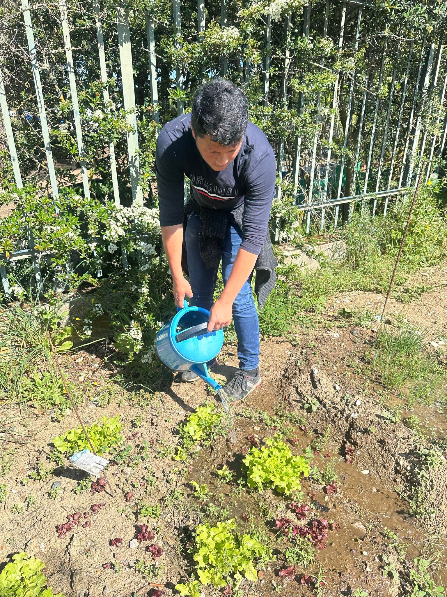 Plantação de Alfaces.