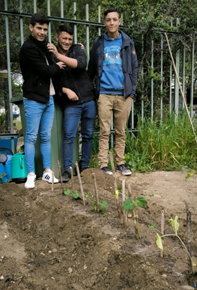 Plantação dos Feijoeiros