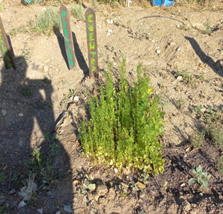 Plantação de Coentros