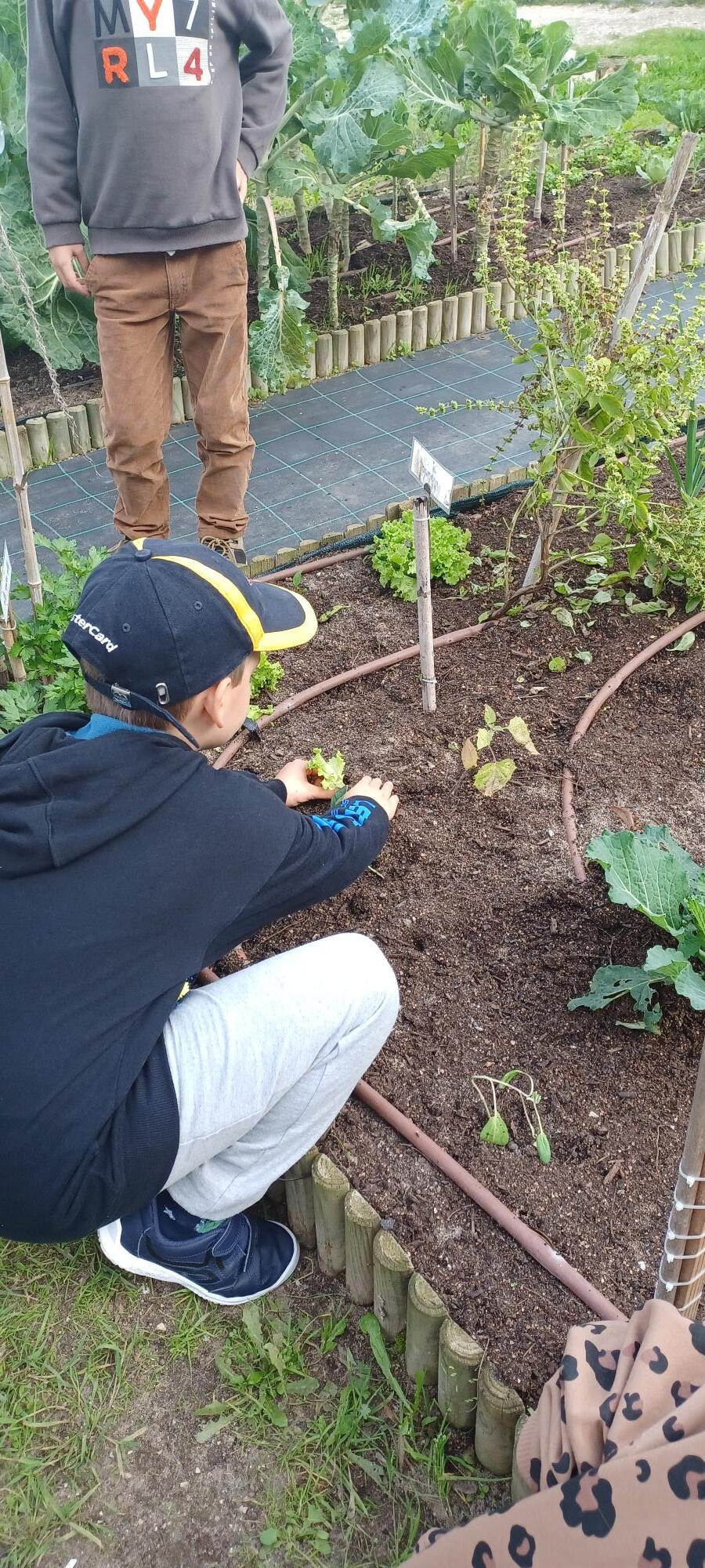 Plantação de alfaces