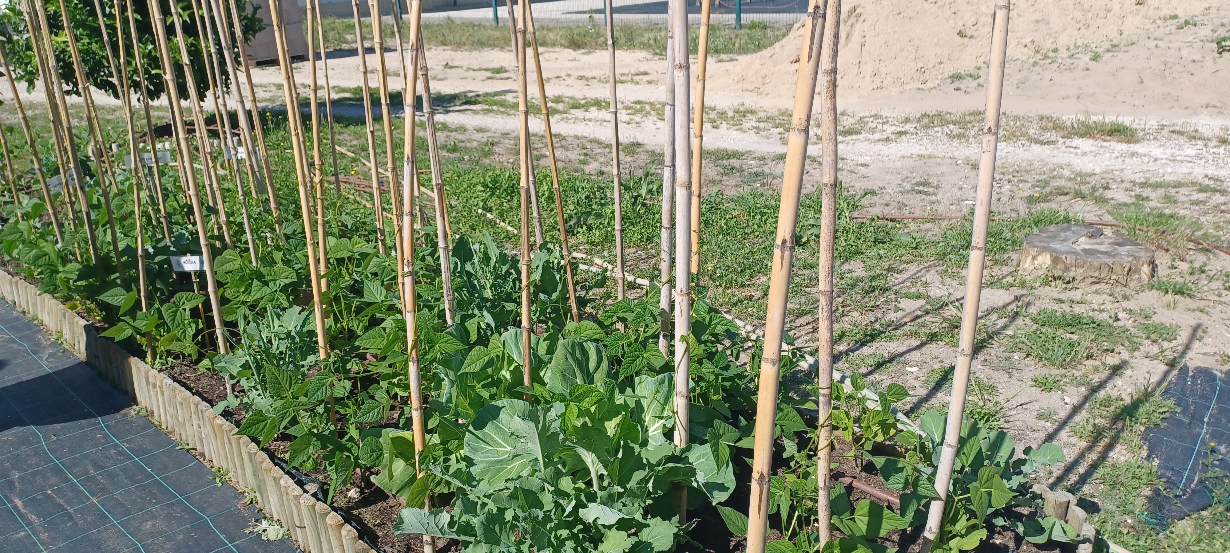 Canteiro preparado com canas para a plantação dos feijoeiros.