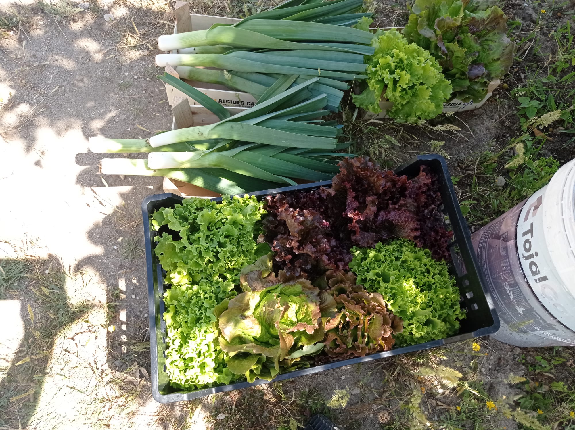 Tudo preparado para a venda dos legumes.