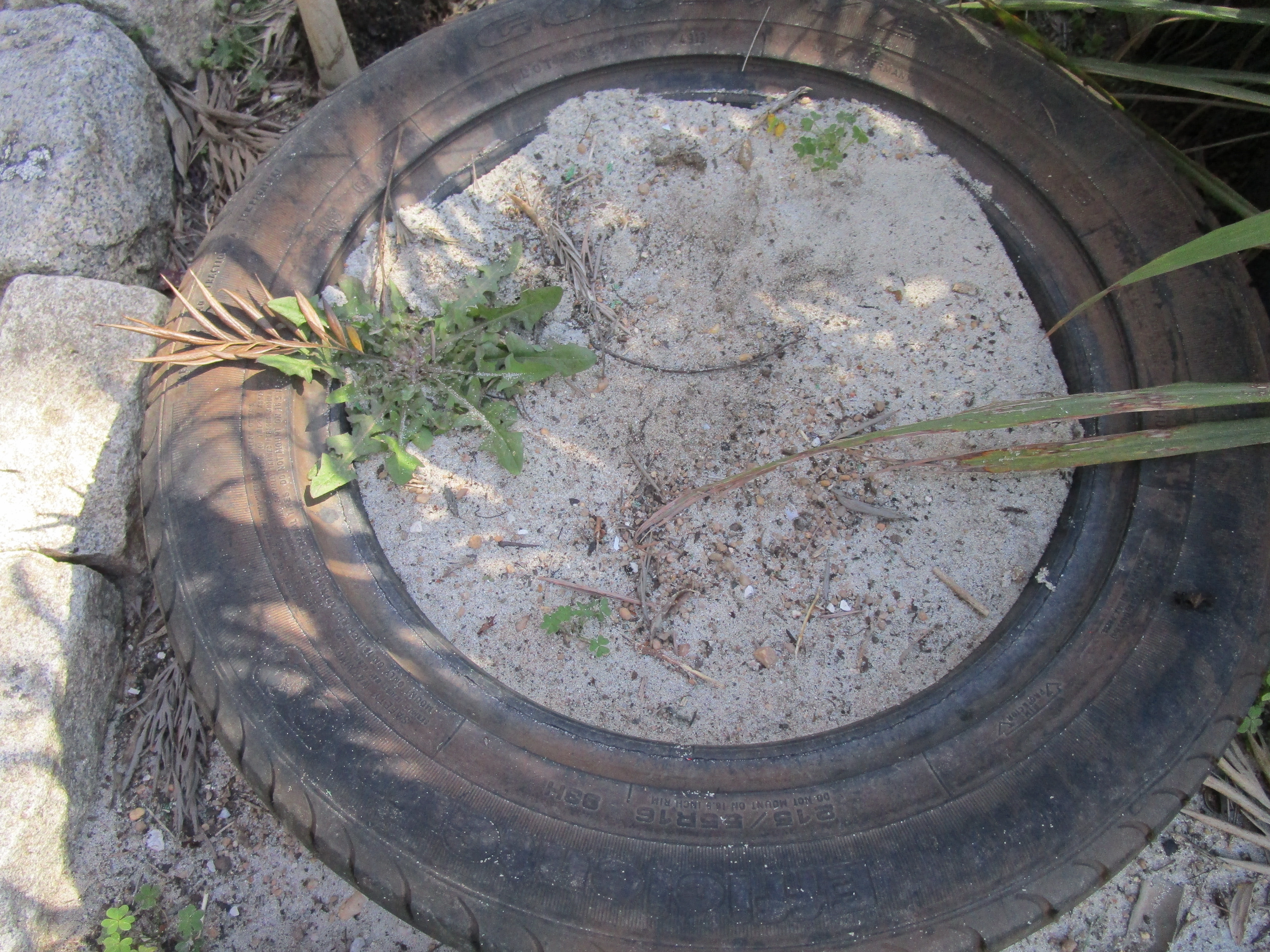Terra por substituir e  por plantar