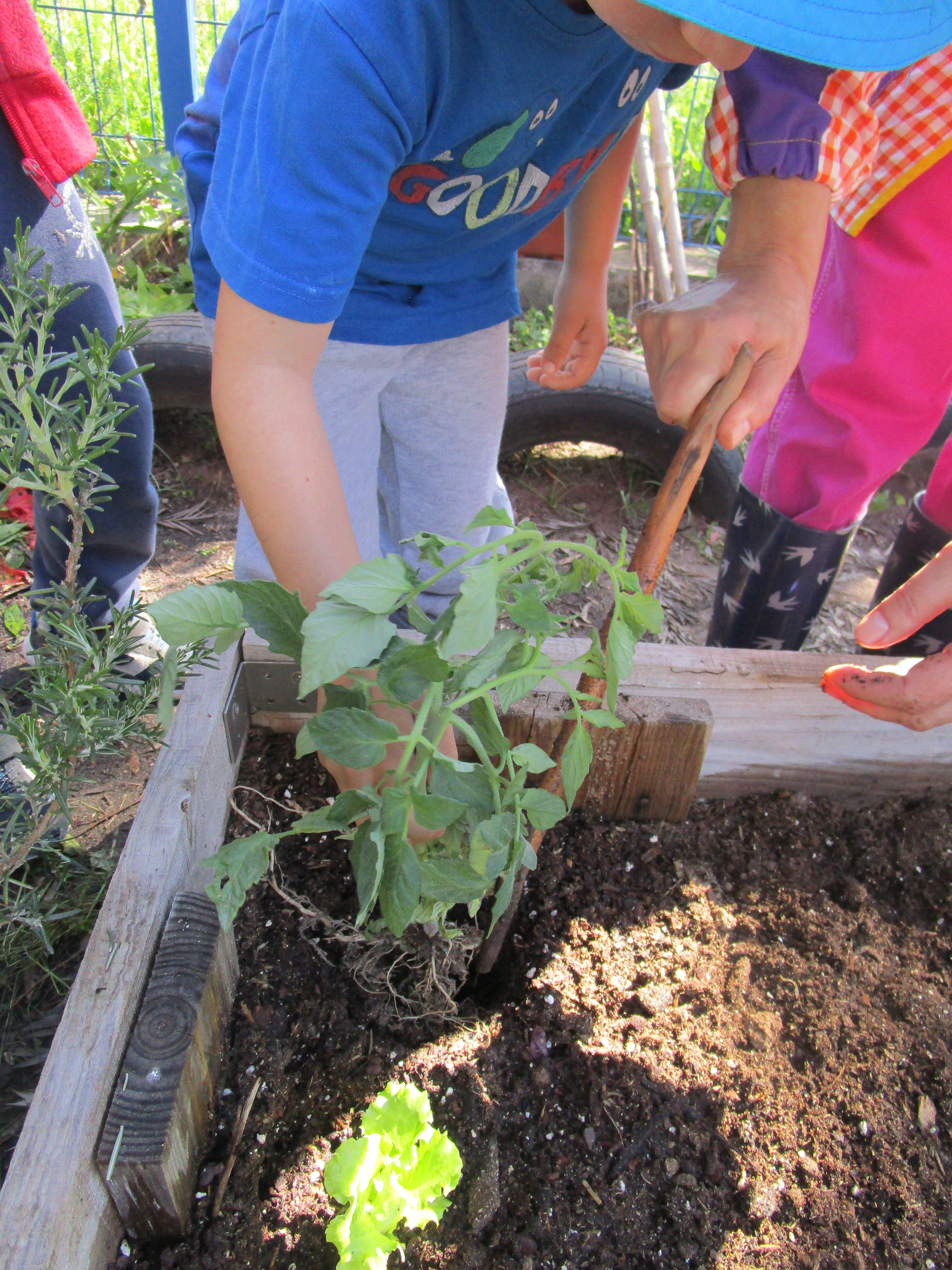 Plantação de tomateiros e outras planta