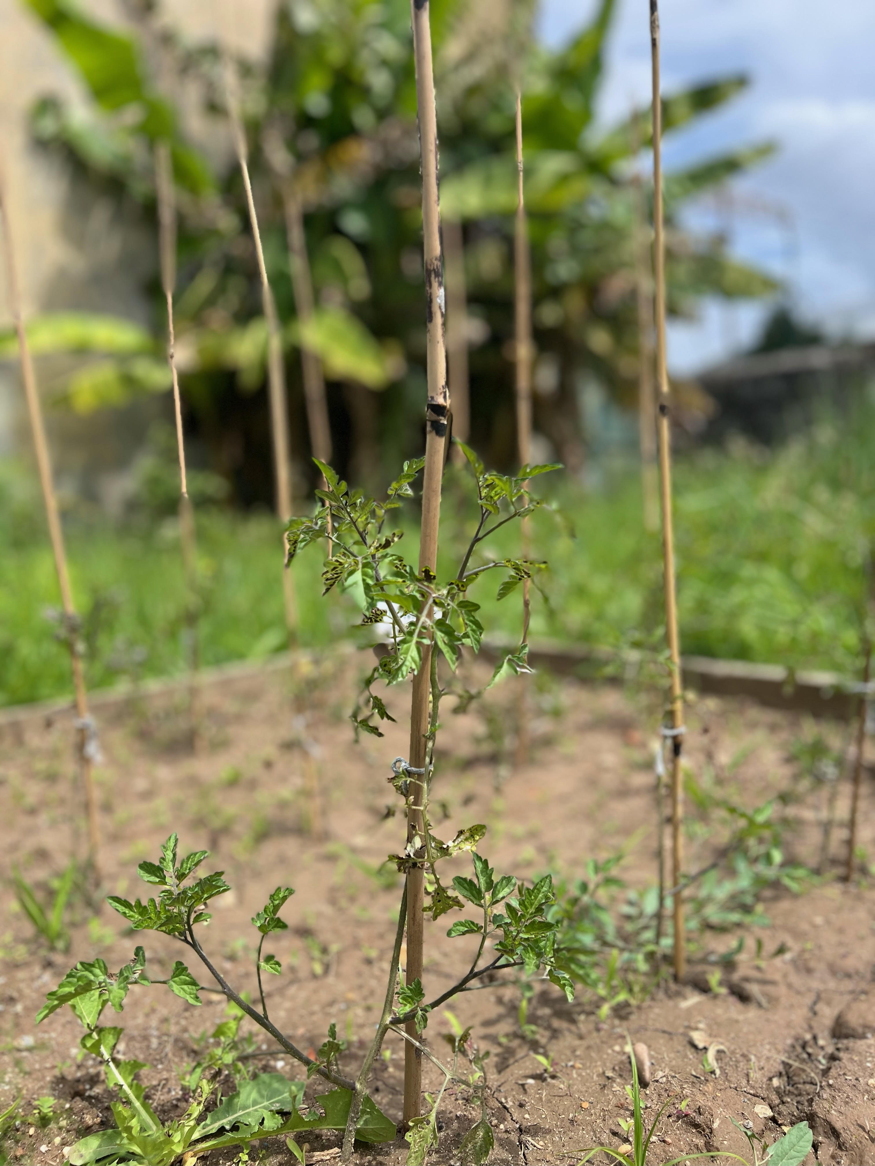 As nossas culturas: Tomate