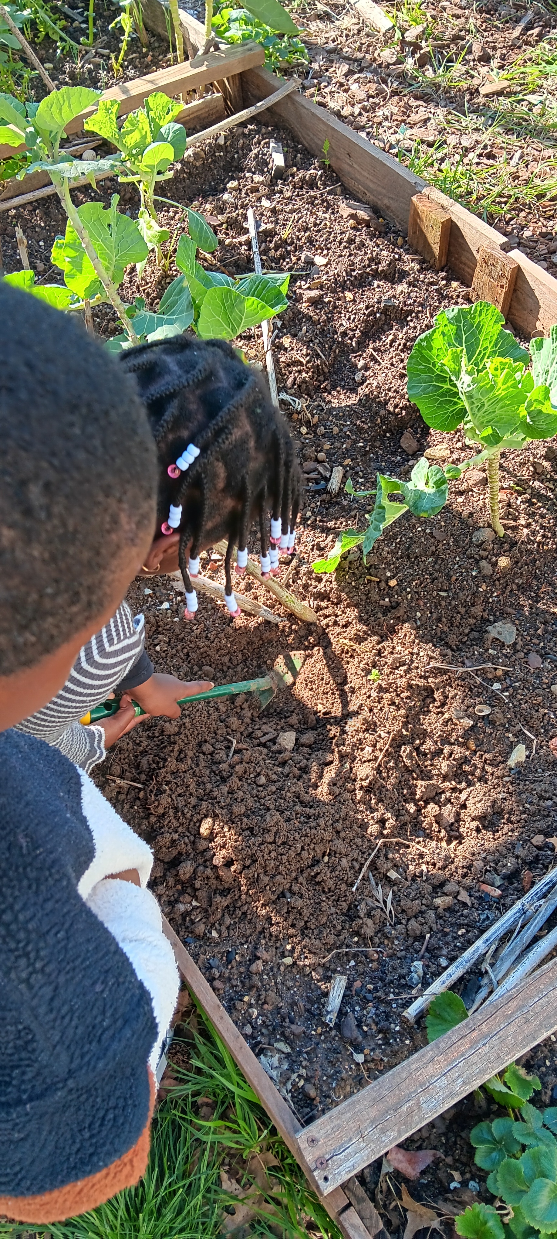 Preparação da terra para novas plantações.