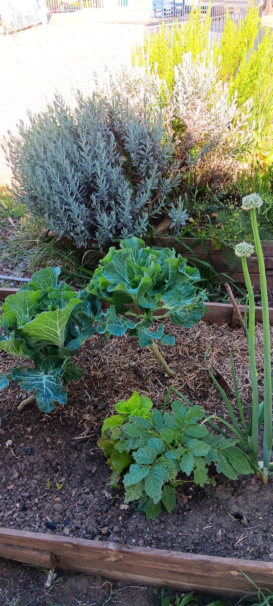 Alguns legumes  e ervas aromáticas
