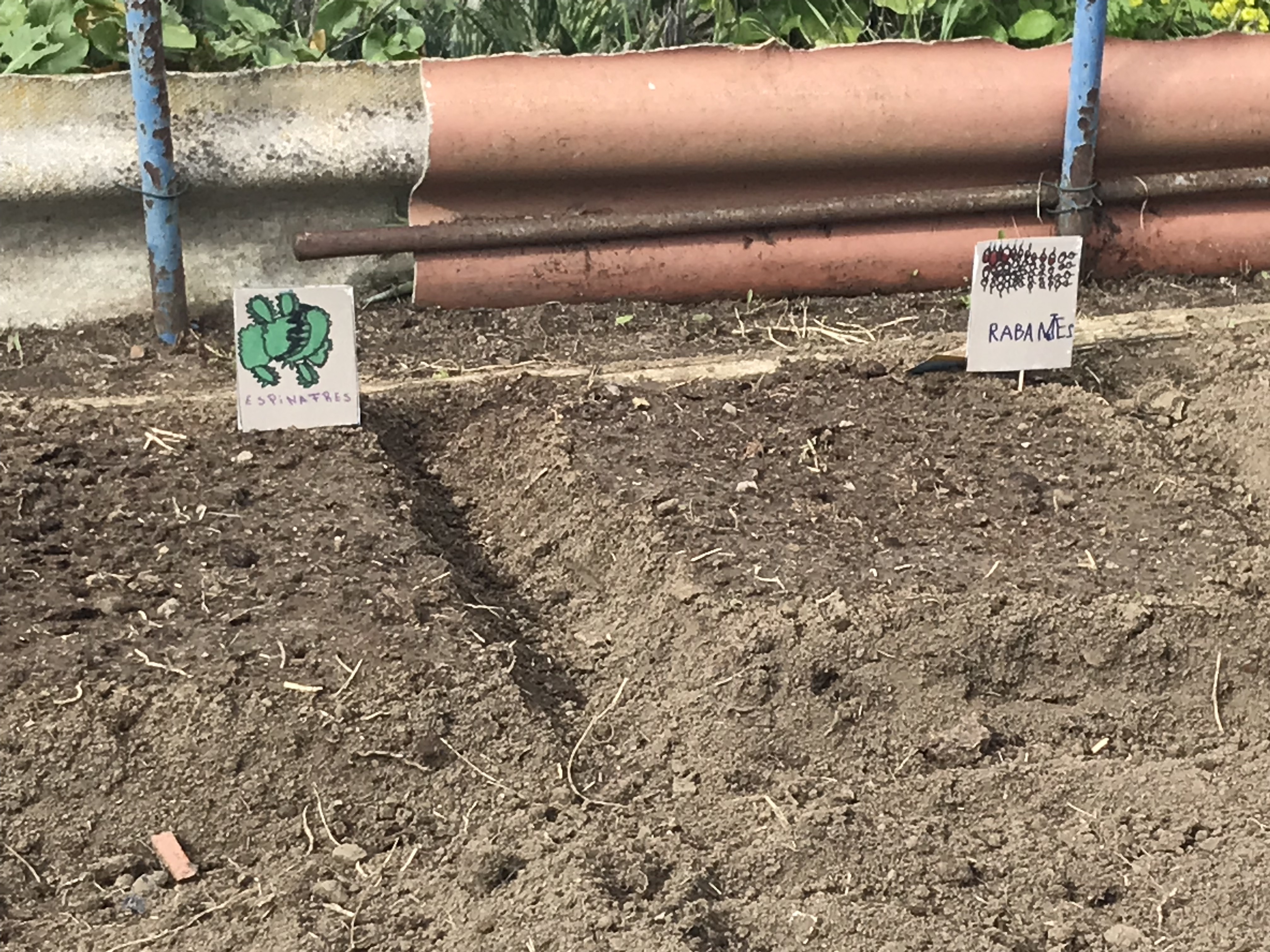 Placas identificativas das hortícolas semeadas