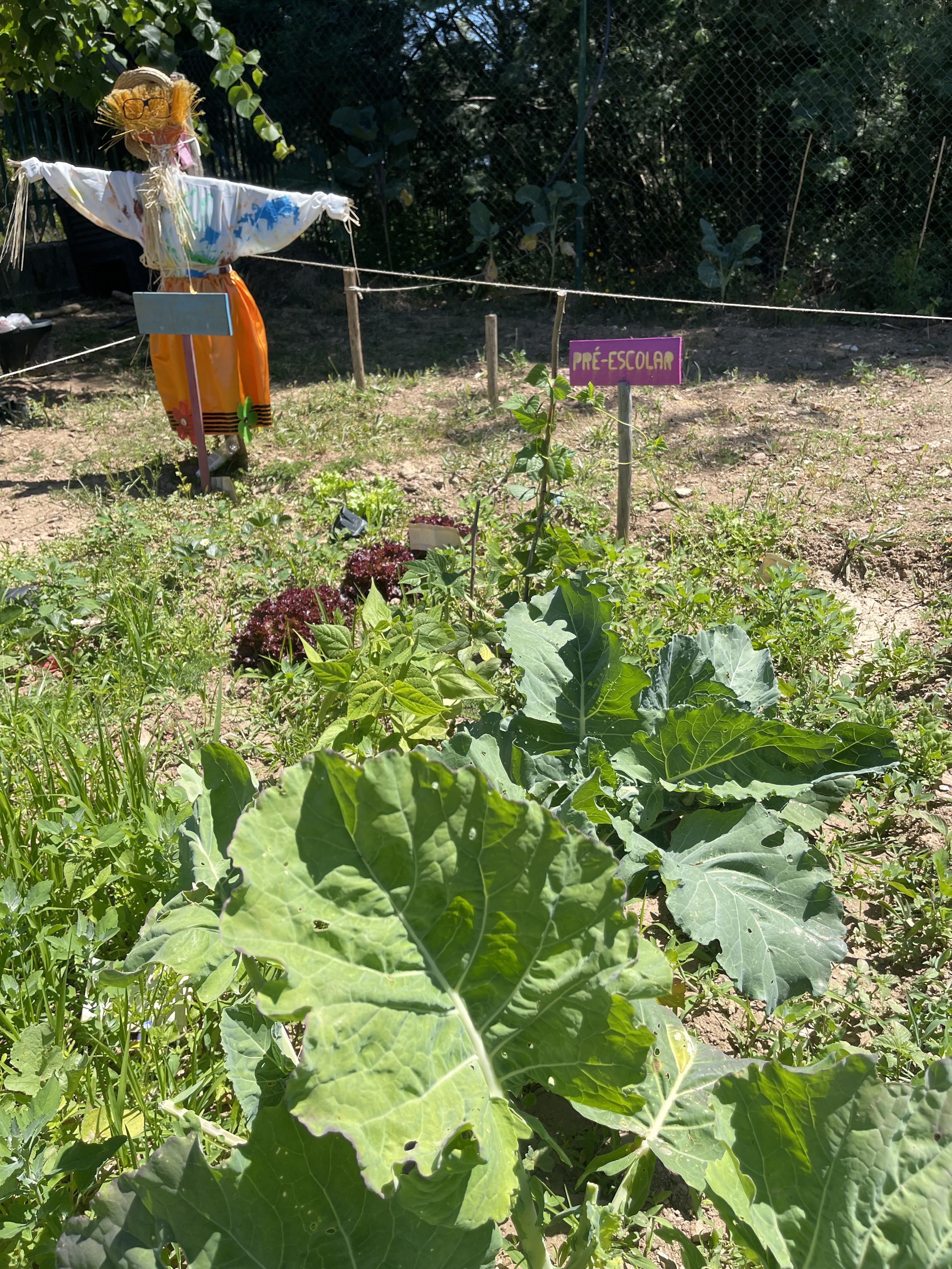 Horta a germinar.