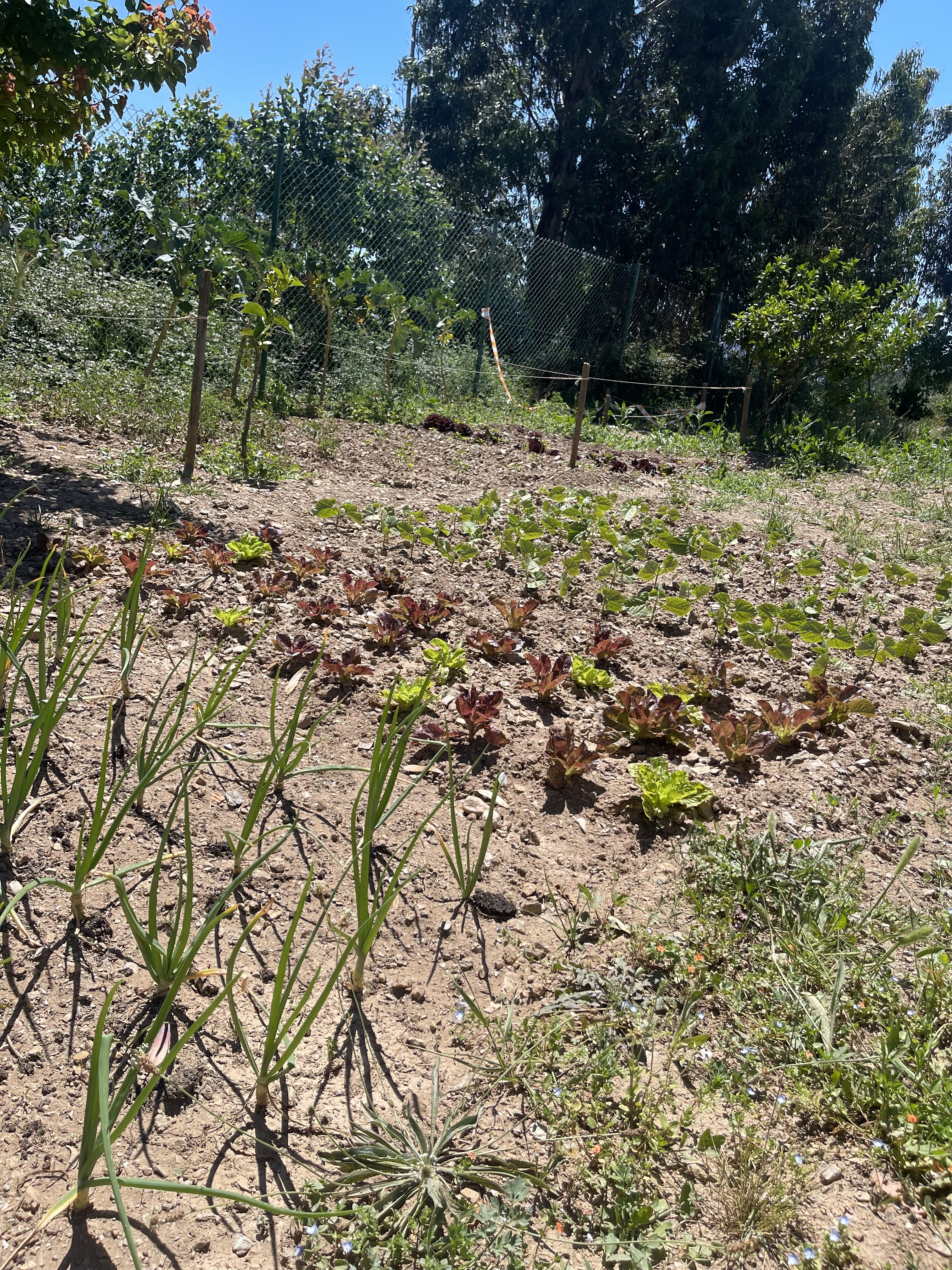 Horta a germinar.