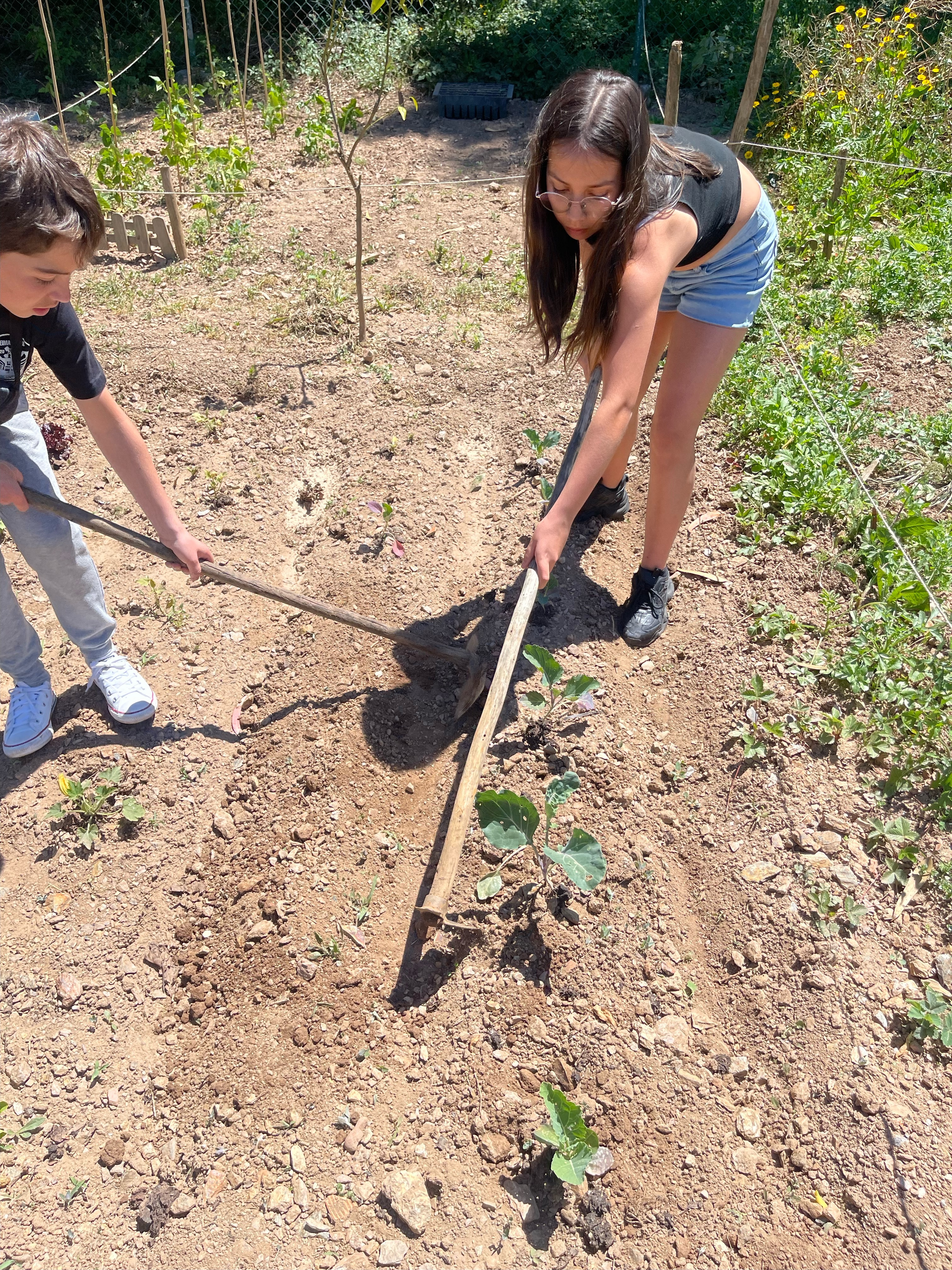 Remexendo a terra para mais fácil a água humificar e o ar passar.