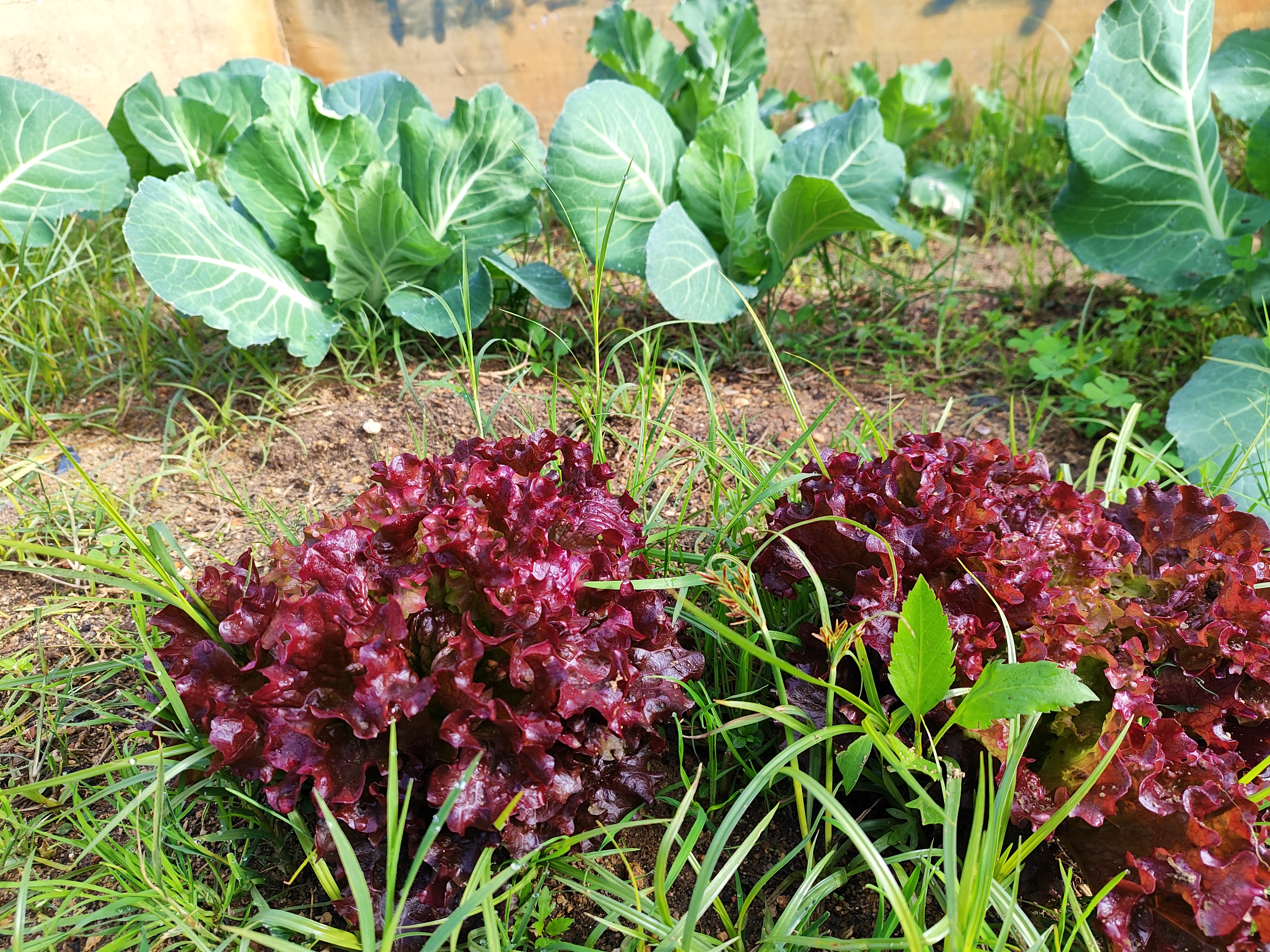 Horta em Janeiro / Alfaces