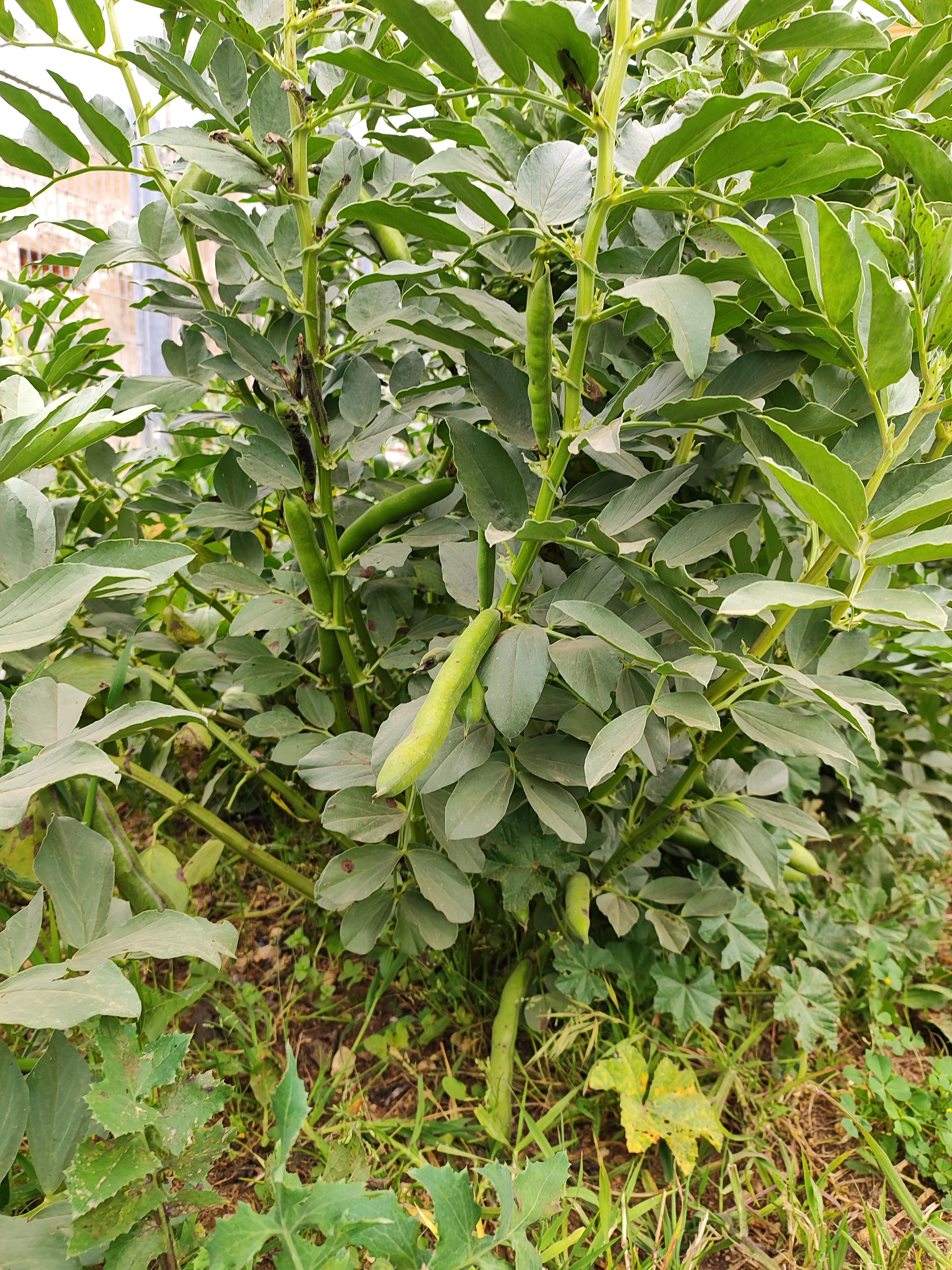 Produção de Favas