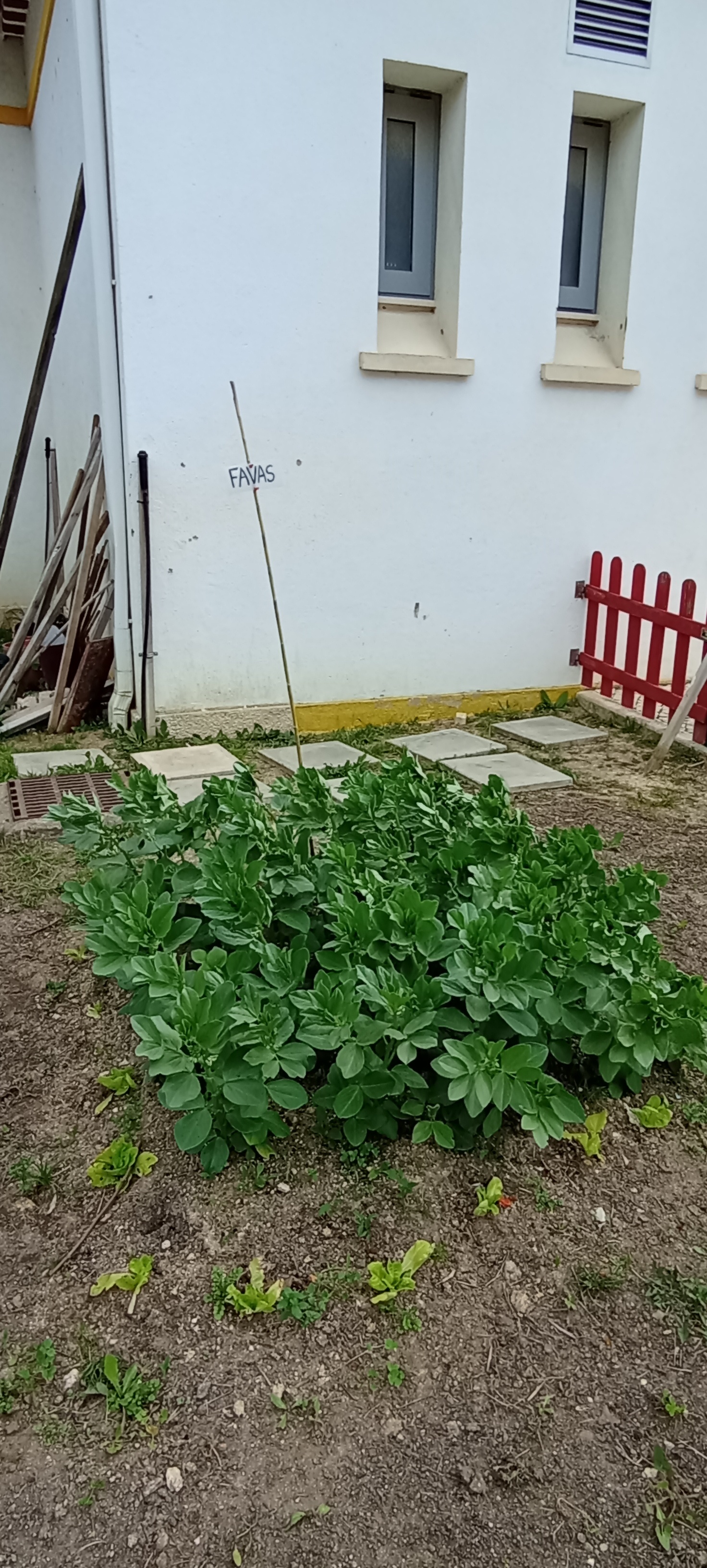 Canteiro com as favas.
