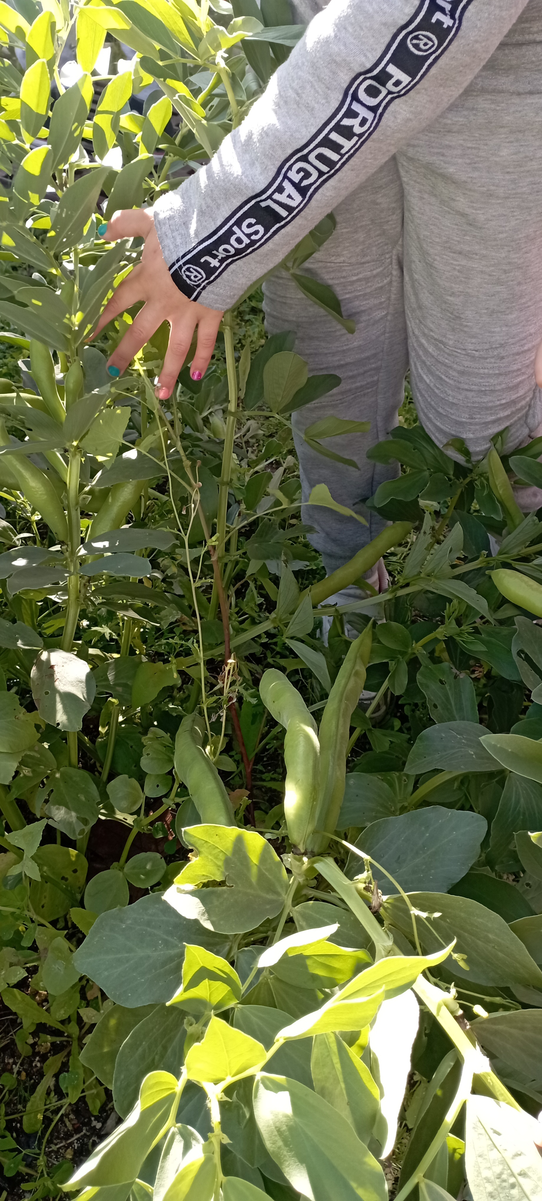Crescimento das favas