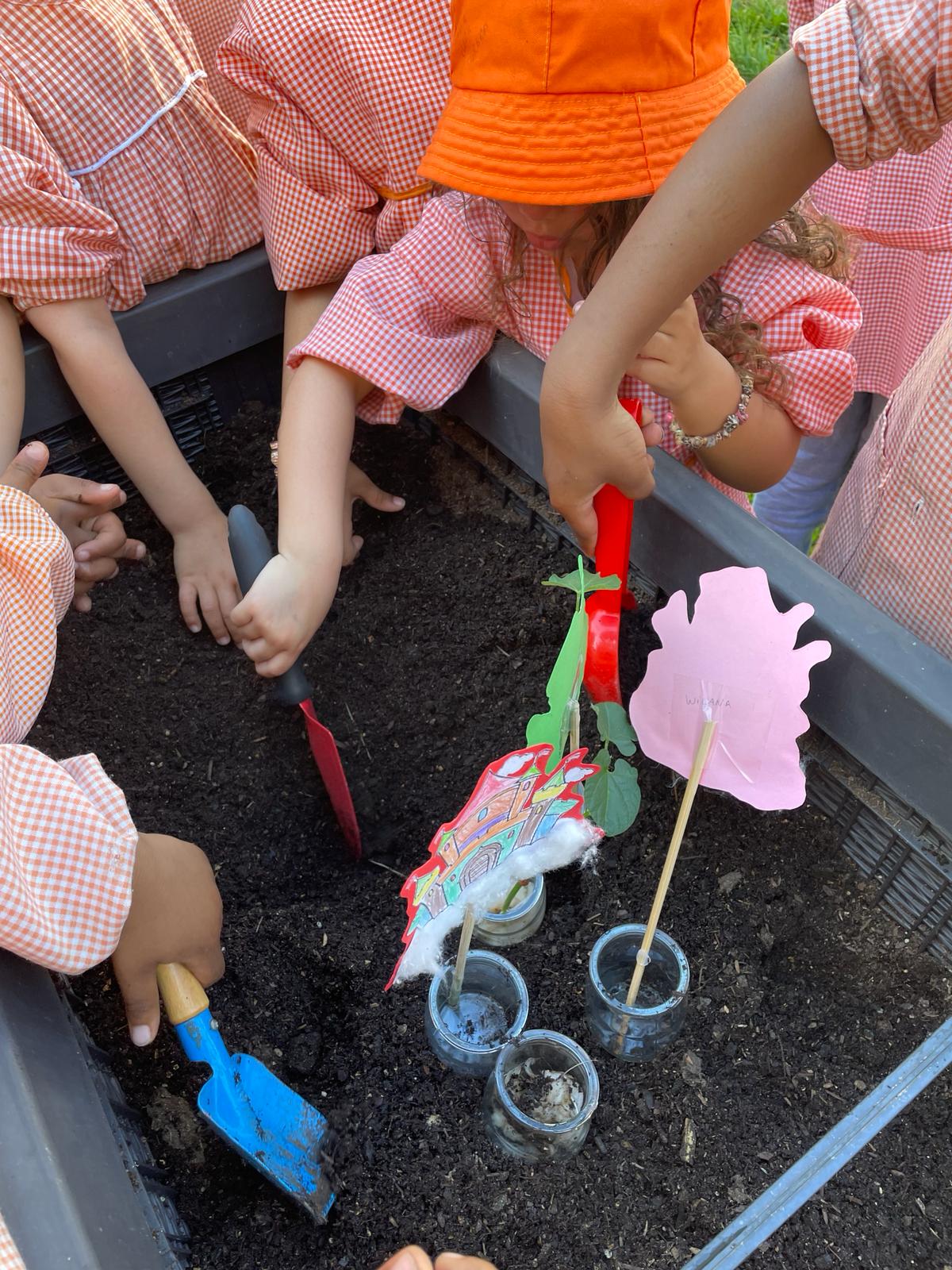 Transplantação de feijões germinados na sala