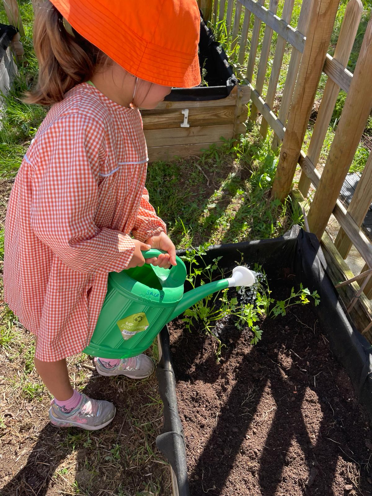 Rega das plantas