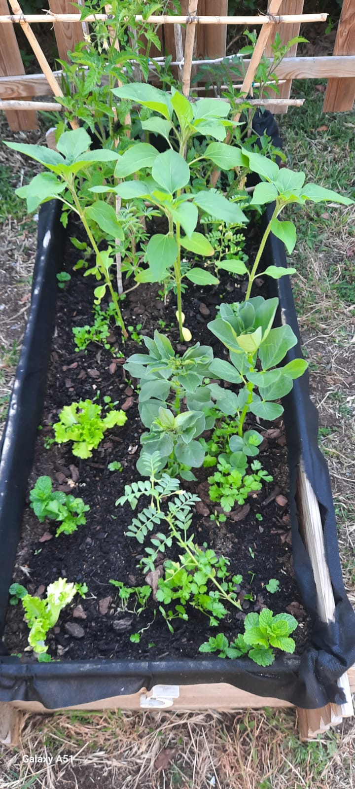 Girassóis, favas, alfaces e tomateiros