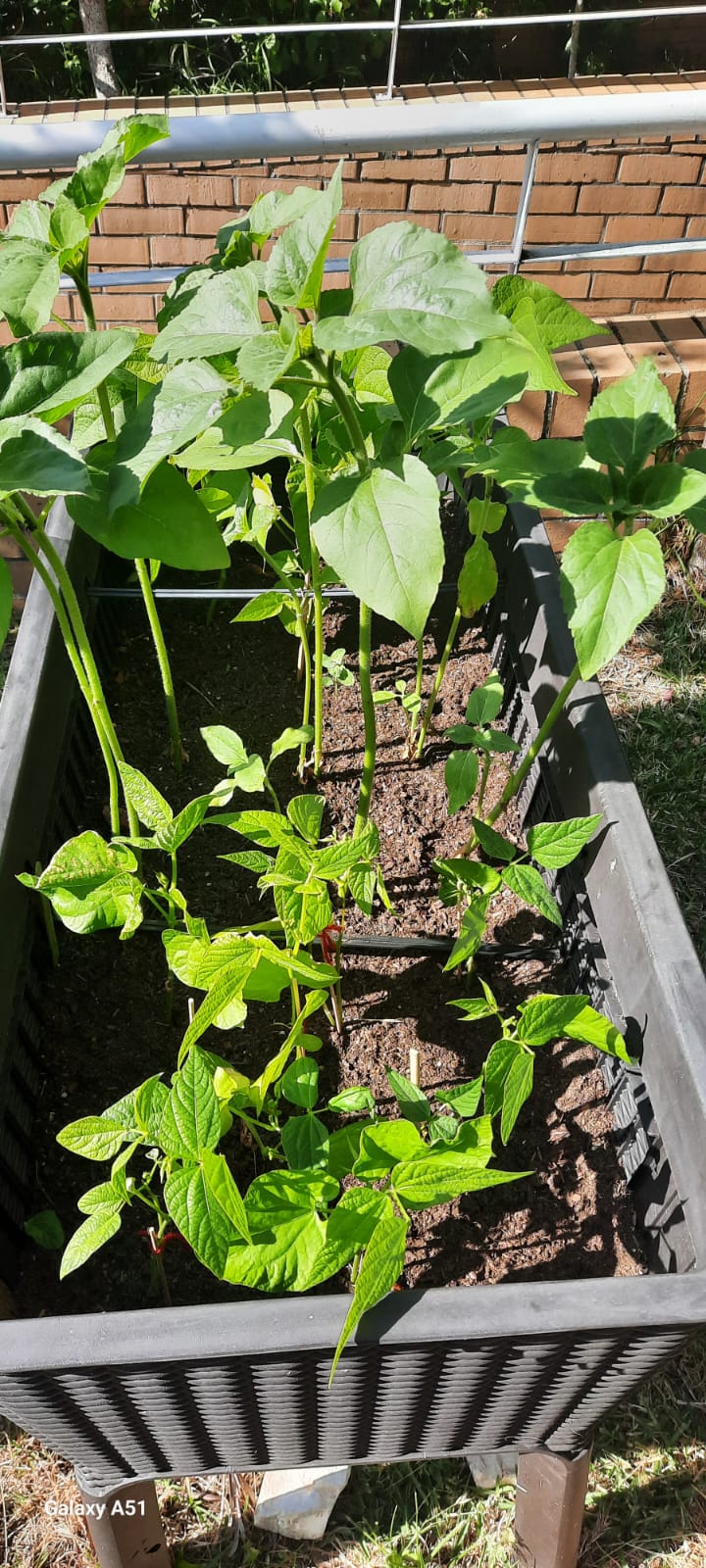 Girassóis e feijoeiros