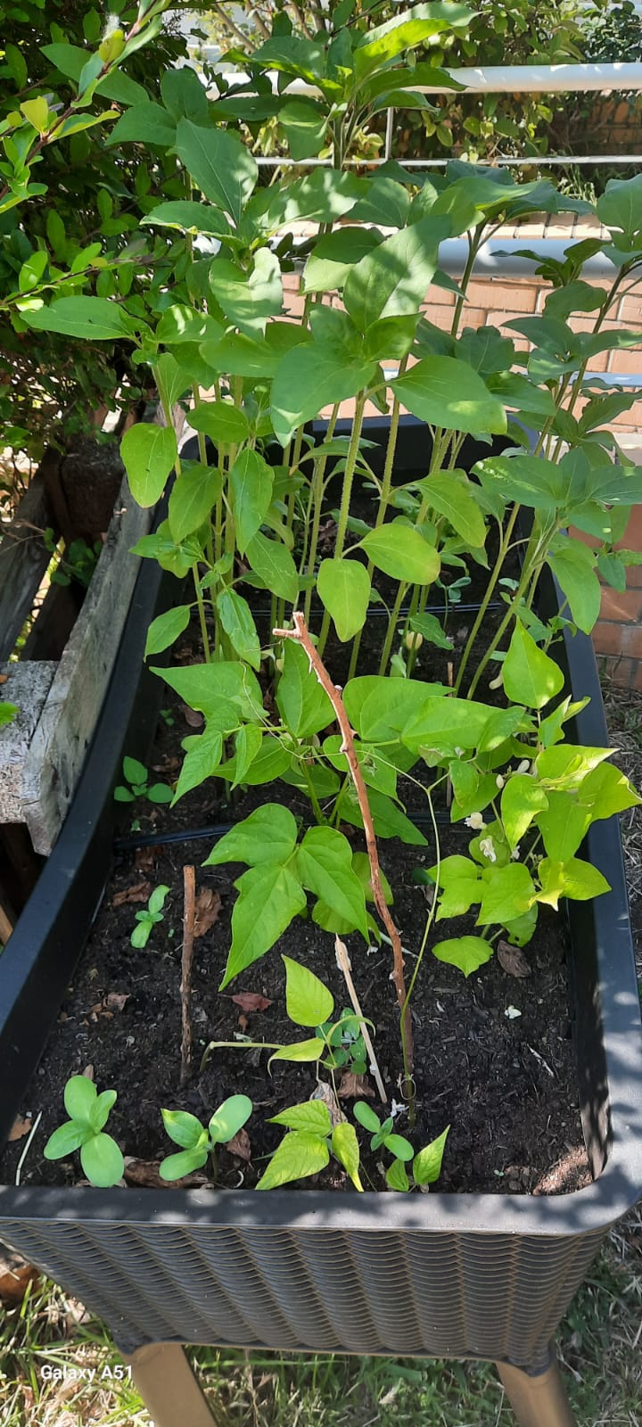 Feijoeiros, hortelã e morangueiros