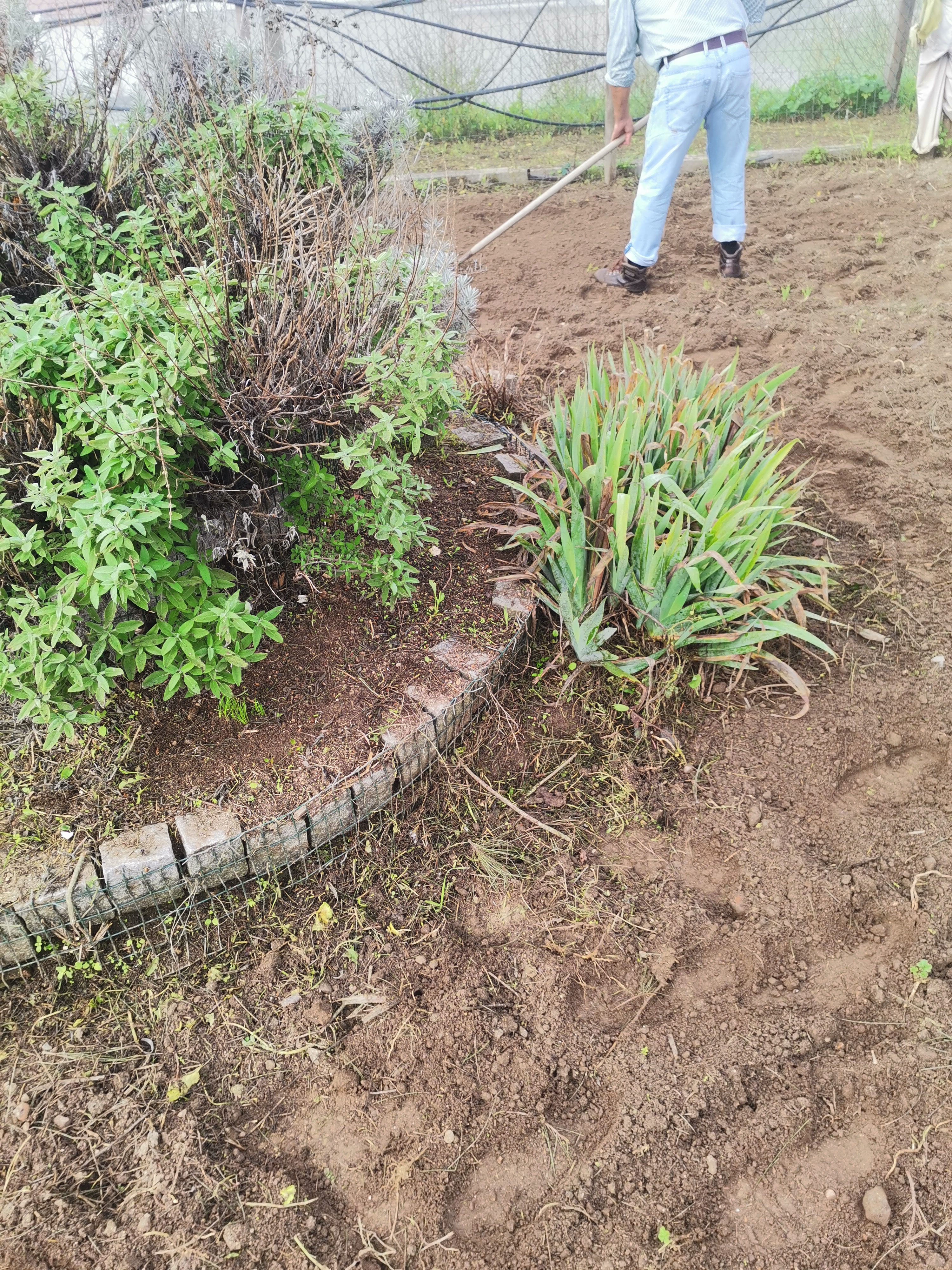 Limpeza da espiral de ervas aromáticas