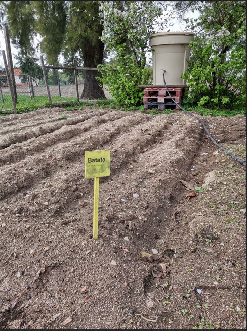Plantação de batatas