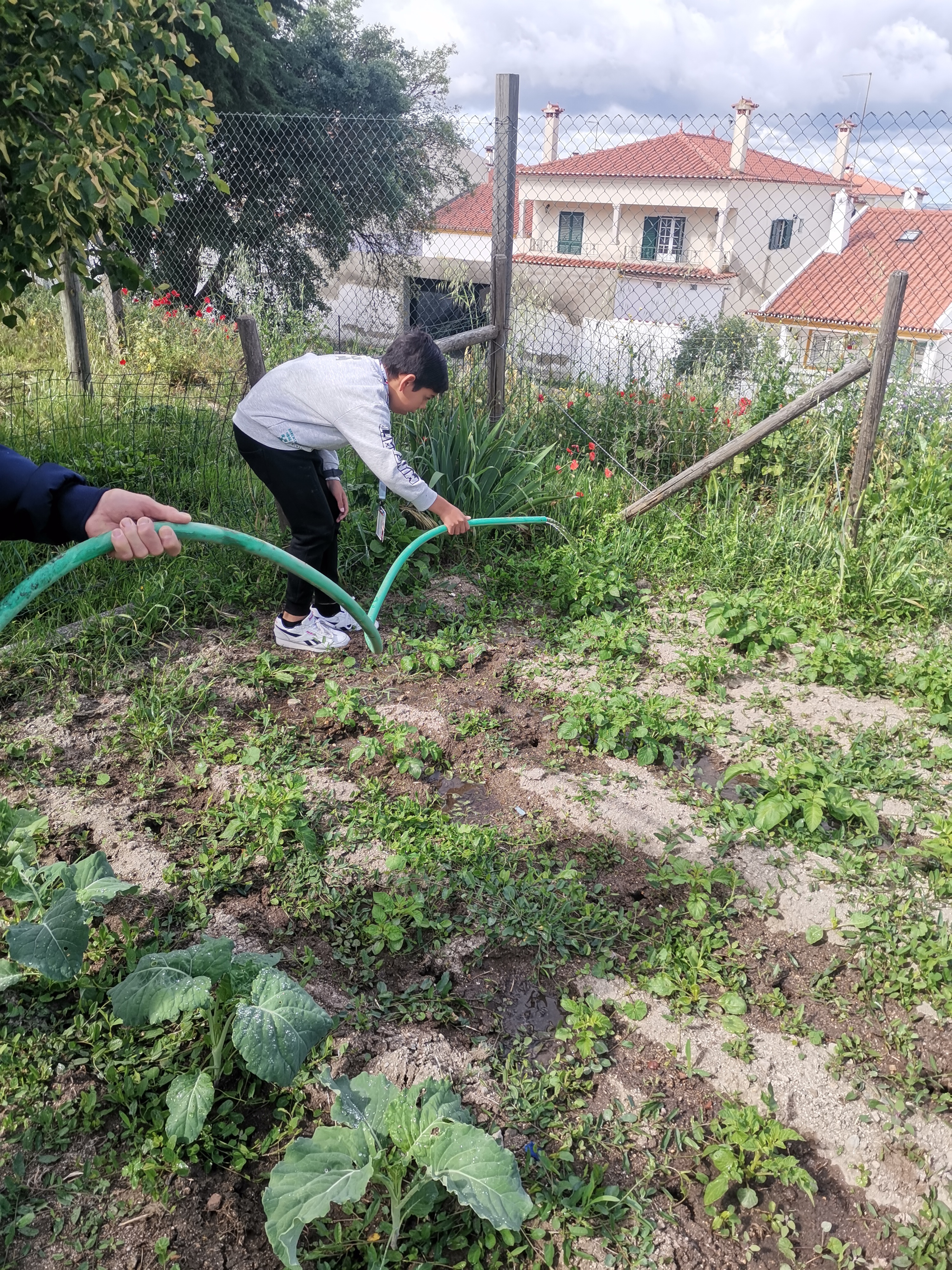 Rega da horta por alunos, manual, sistema gota a gota avariou.