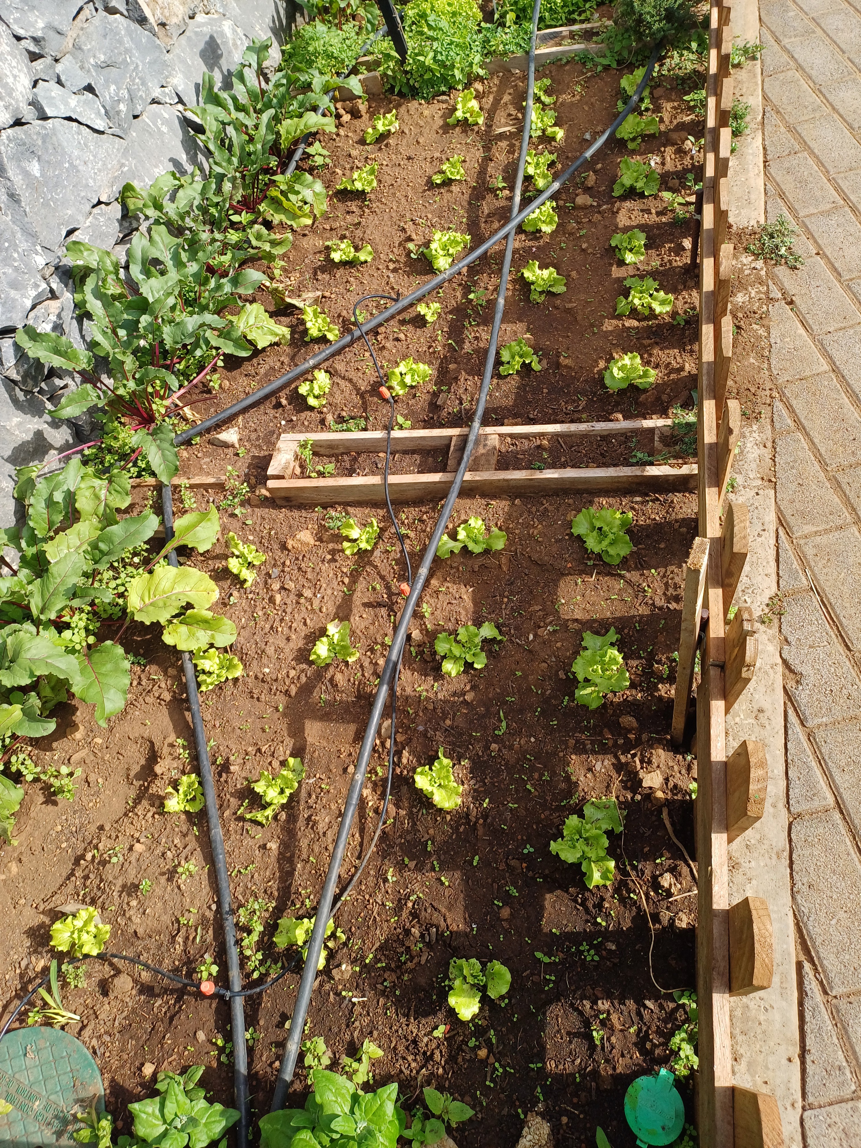 plantação das alfaces