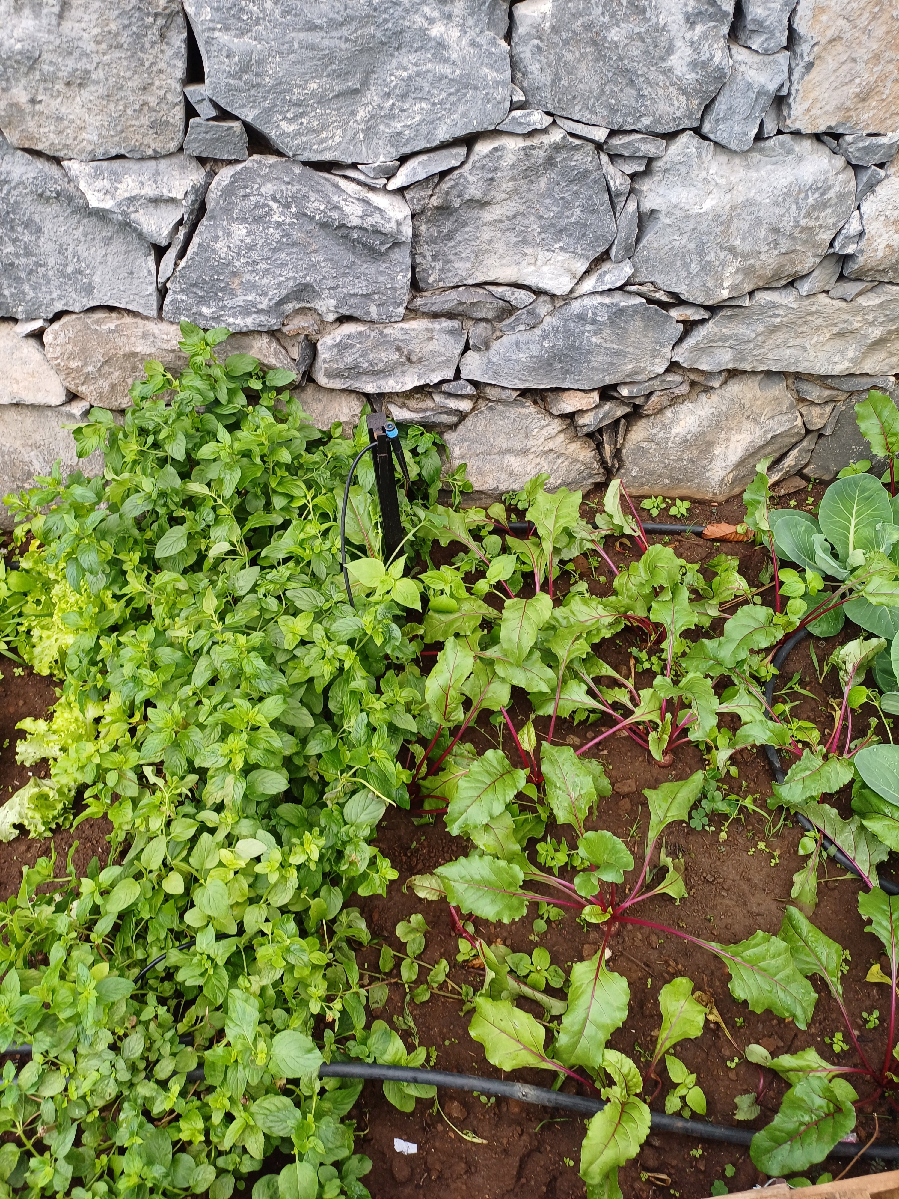 Plantação de beterrabas