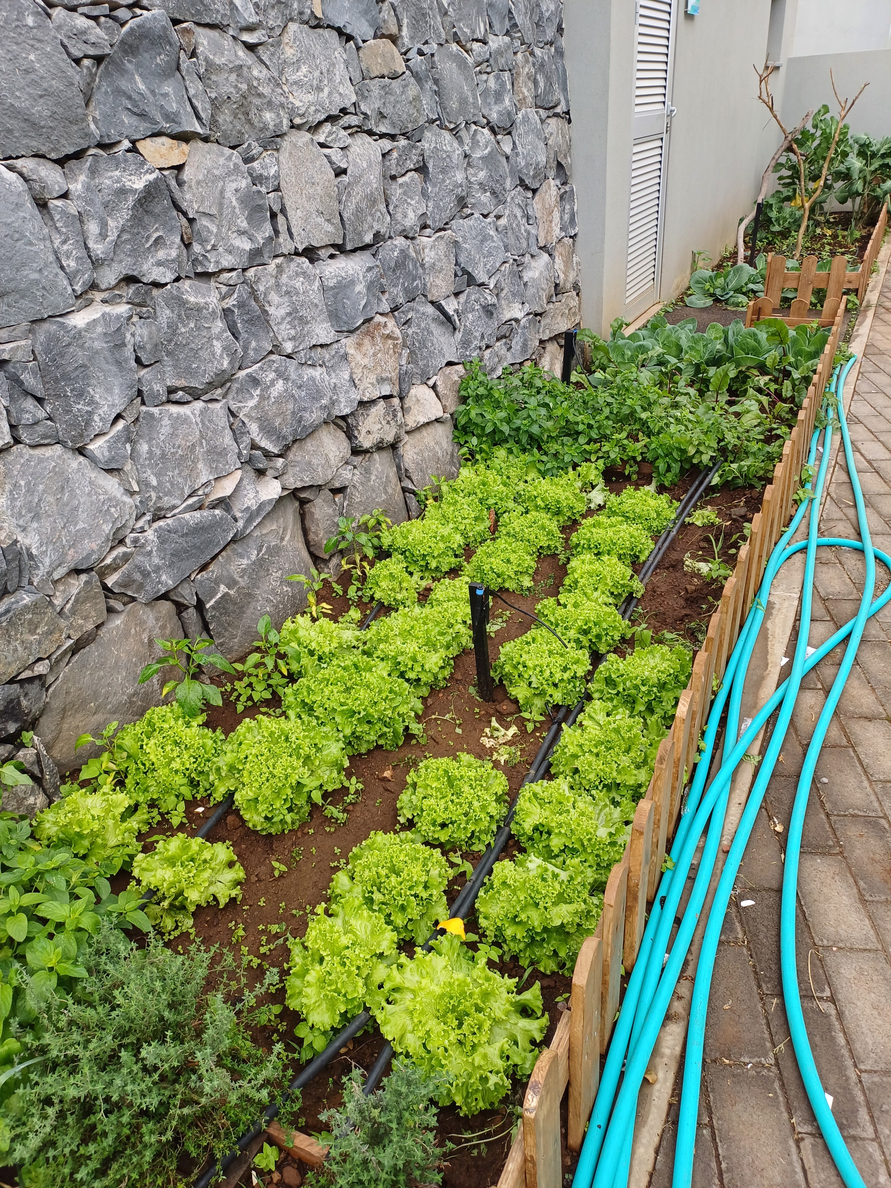 O cultivo das alfaces para saladas e sandes de vegetais