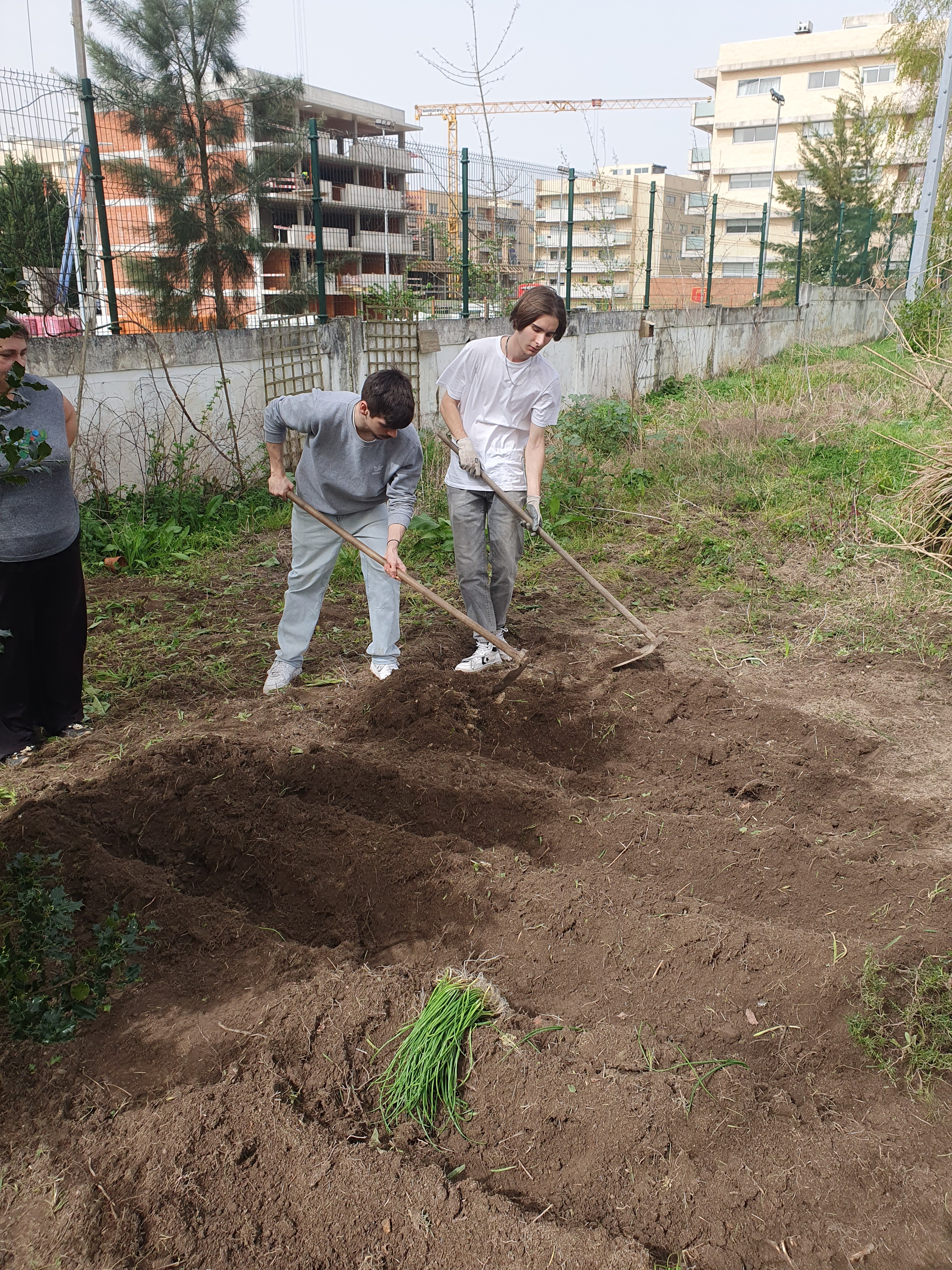 Plantação do Cebolo
