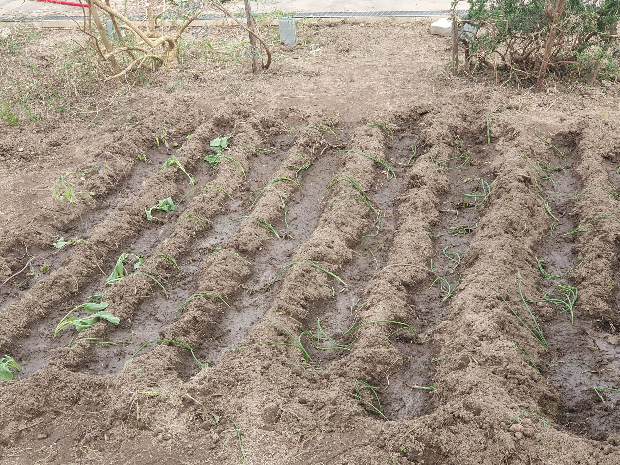 Primeiras Plantações