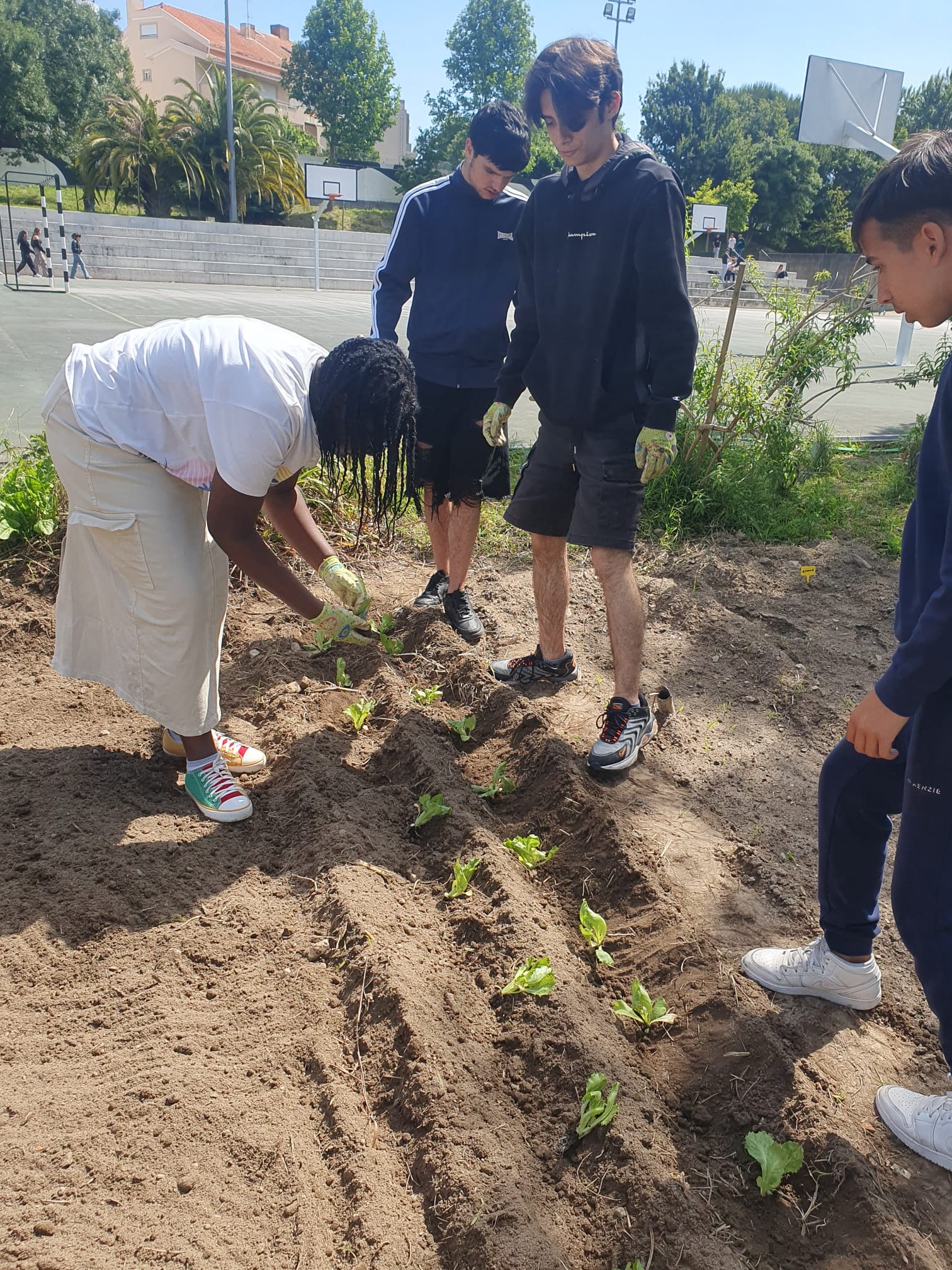 Plantação de Alfaces