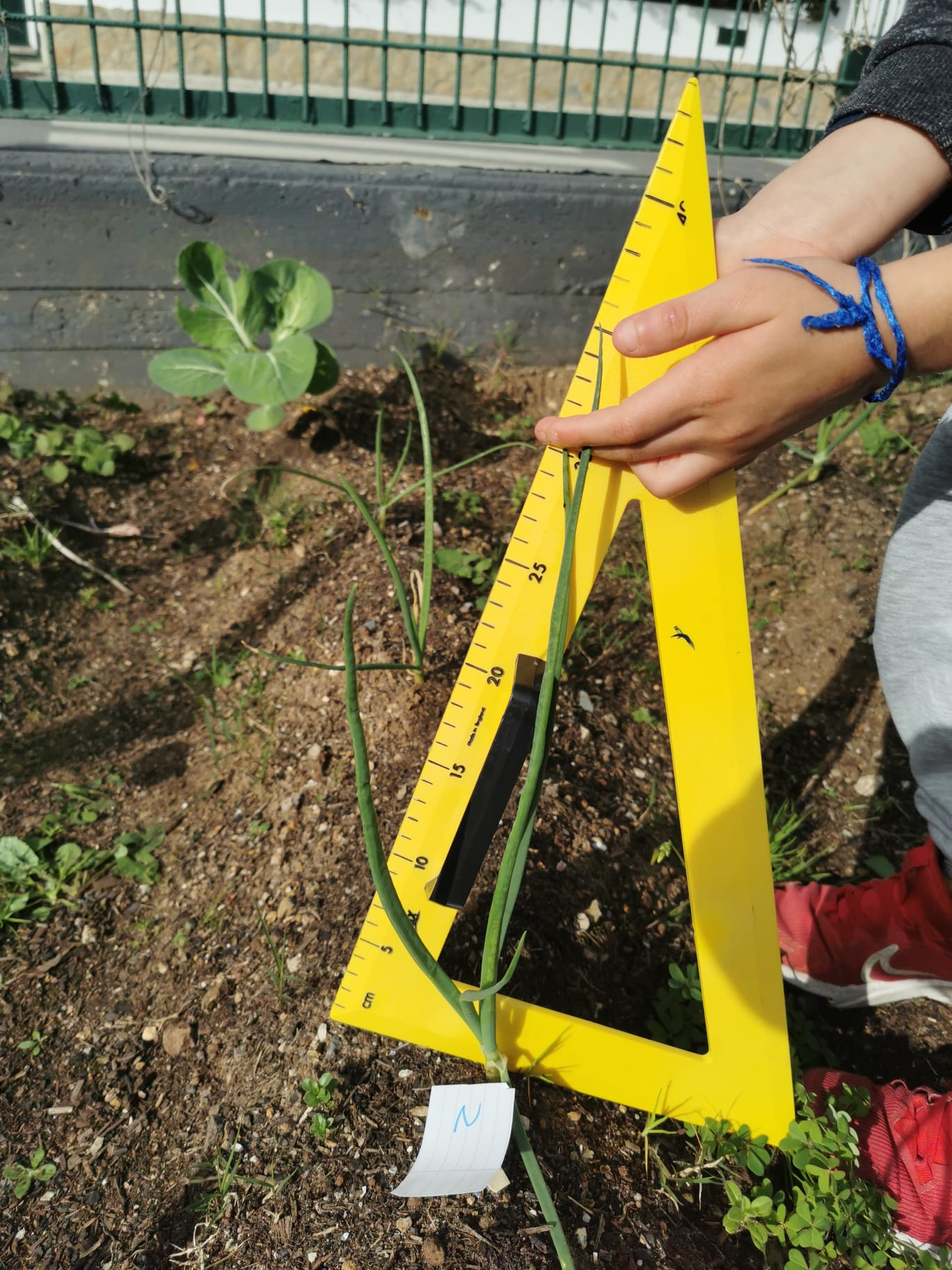As plantas crescem e os alunos vão medindo o seu crescimento.