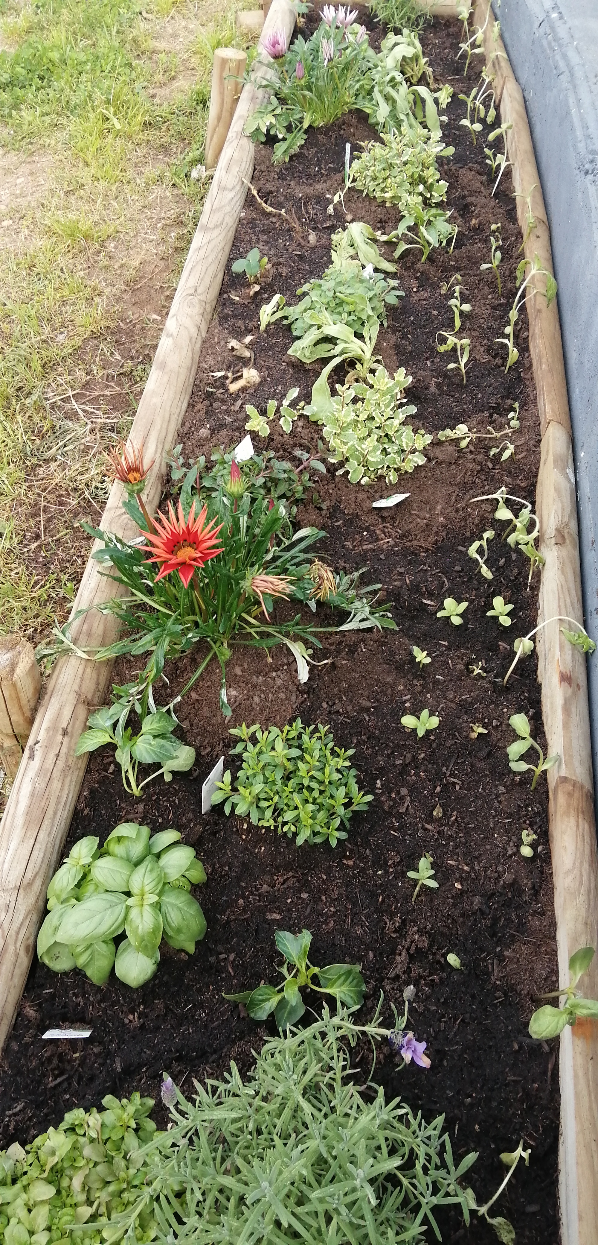 Plantámos mais flores para atrair as abelhas (calêndulas, girassóis, lavanda …) e ainda mais plantas aromáticas como o manjericão, a sálvia, mais tomilho, orégãos, outras. Plant+amos mais morangueiros.