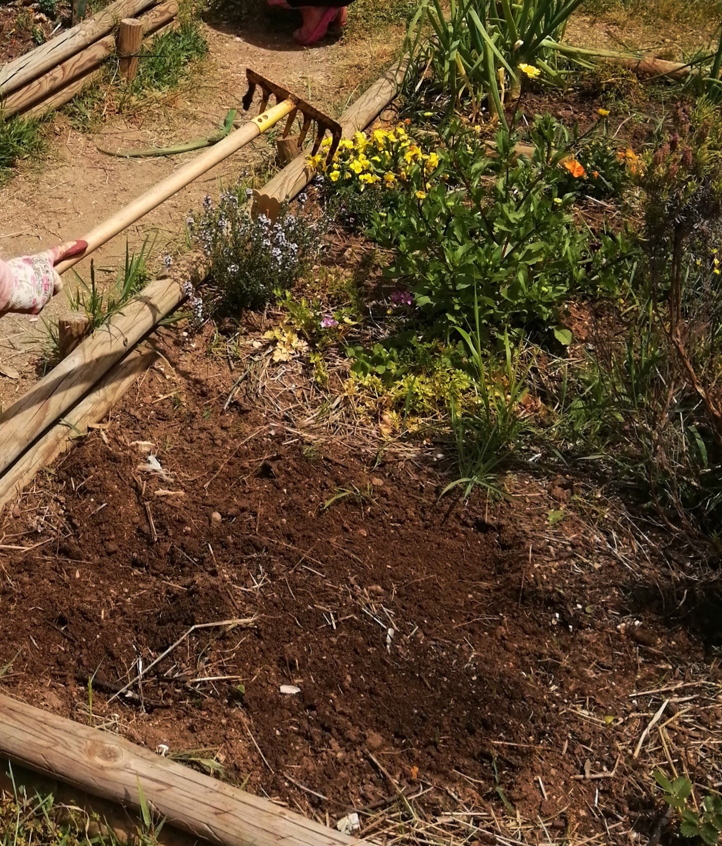 As plantas cresceram e foram apanhadas. Agora é hora de plantar mais e para isso é necessários arranjar os canteiros.
