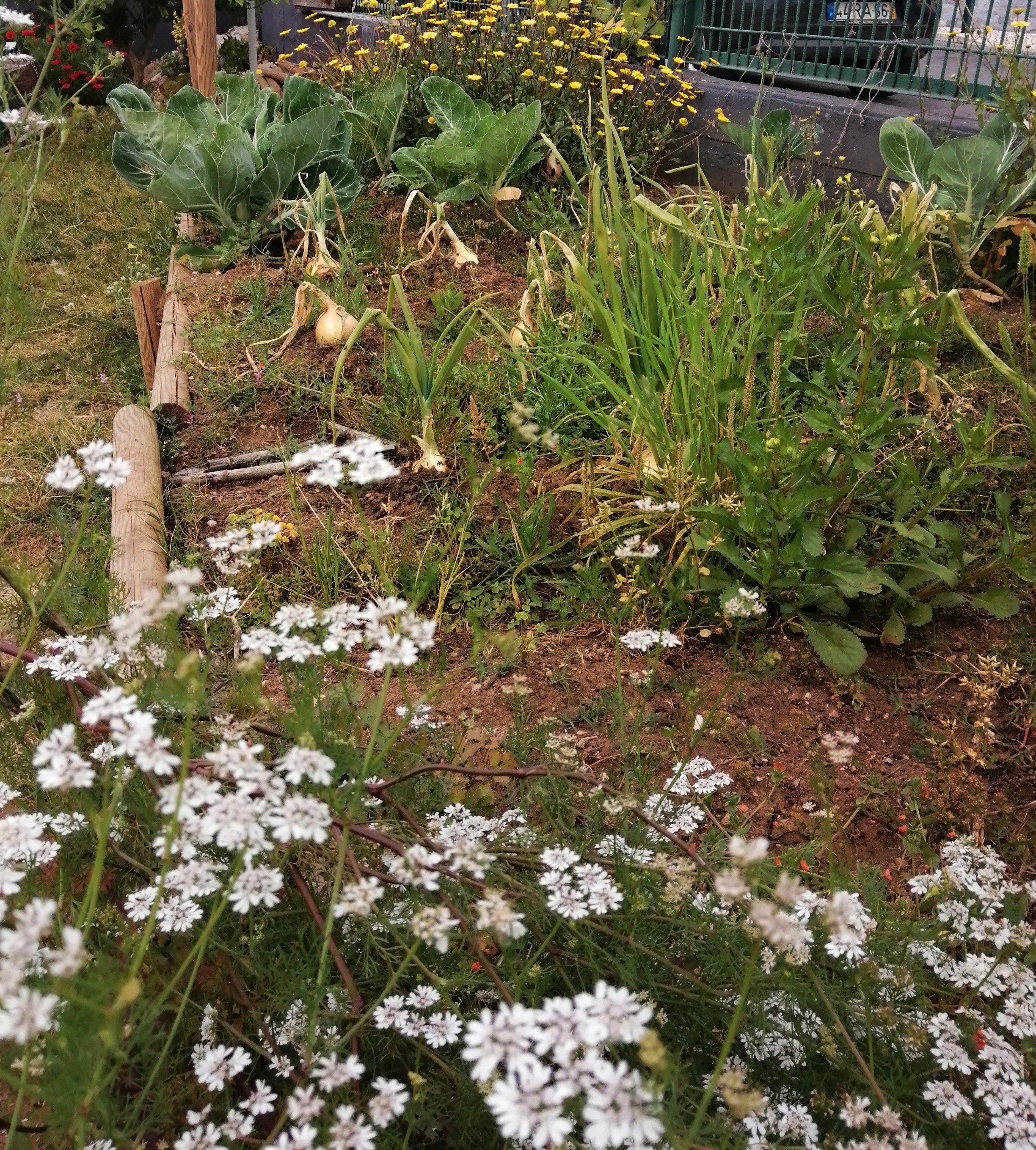 Neste canteiro observamos como cresceram as plantas que os alunos plantaram.